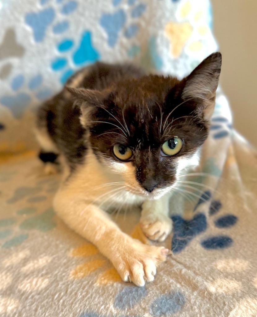 Enlarge Kennedy, a Adoptable Domestic Short Hair in Augusta, GA image 1/2