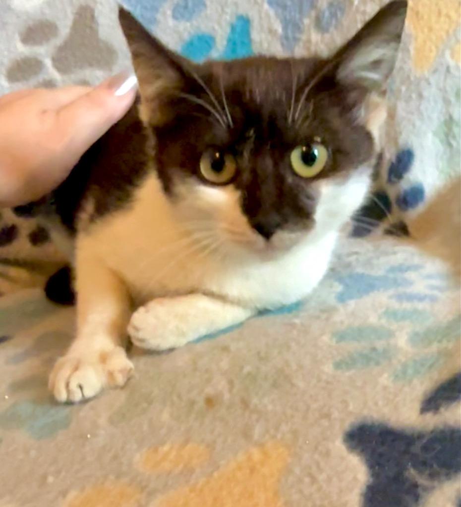 Kennedy, a Adoptable Domestic Short Hair in Augusta, GA image 2/2