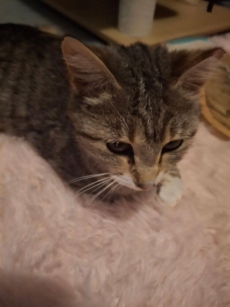 Camry, Adoptable, Adult Female Domestic Short Hair.