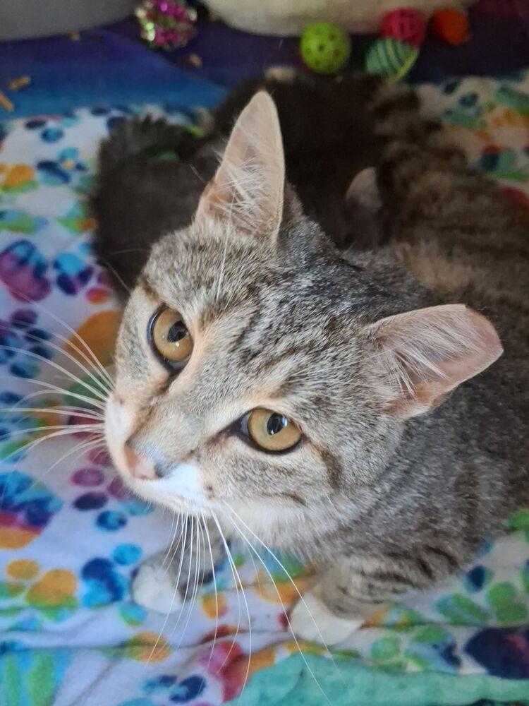 Enlarge Camry, a Adoptable mixed breed in Dayton, OH image 3/3