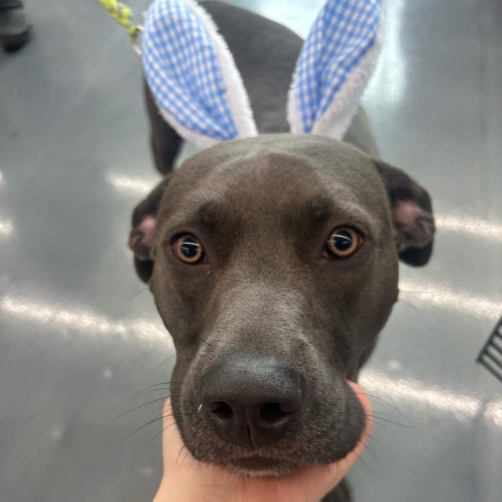 Joe, Adoptable, Adult Male Mixed Breed.