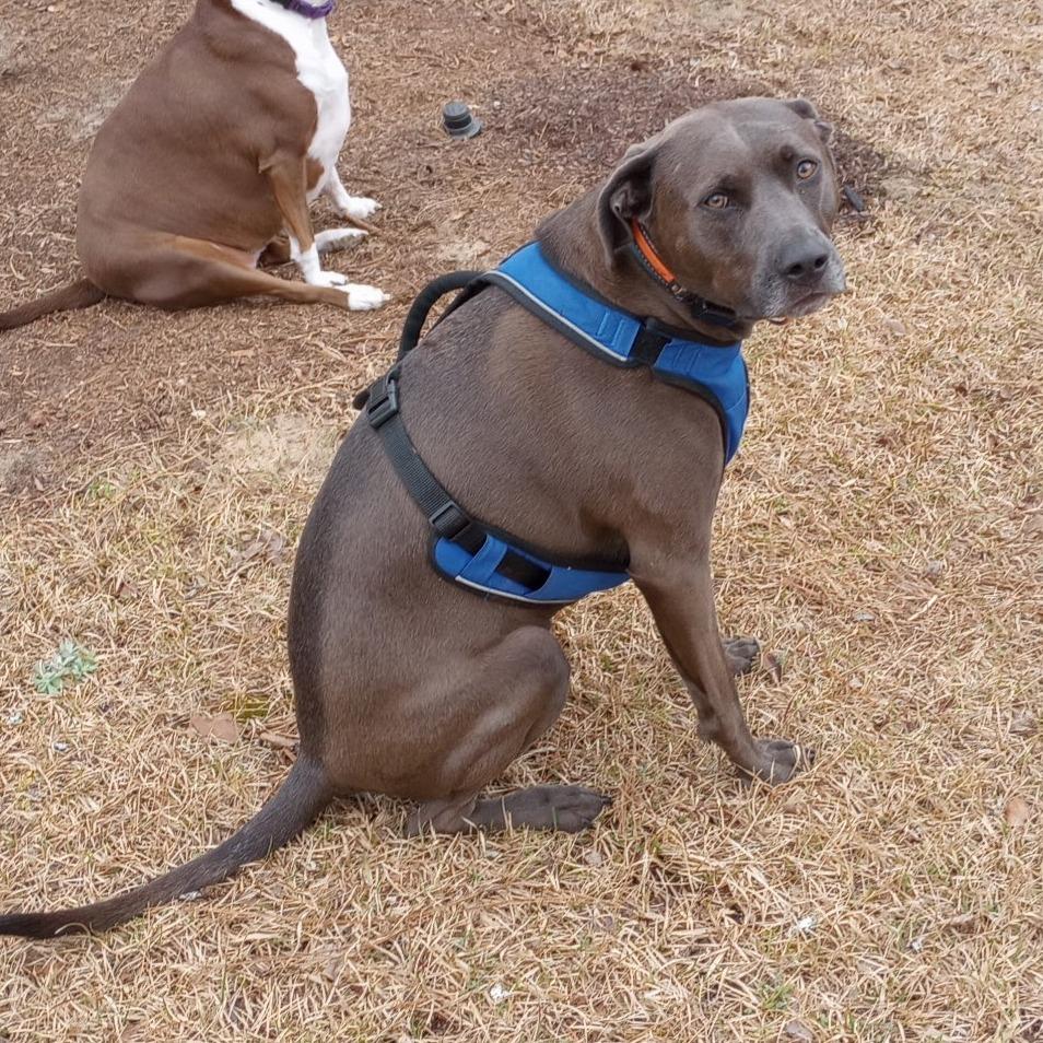 Joe, Adoptable, Adult Male Mixed Breed.