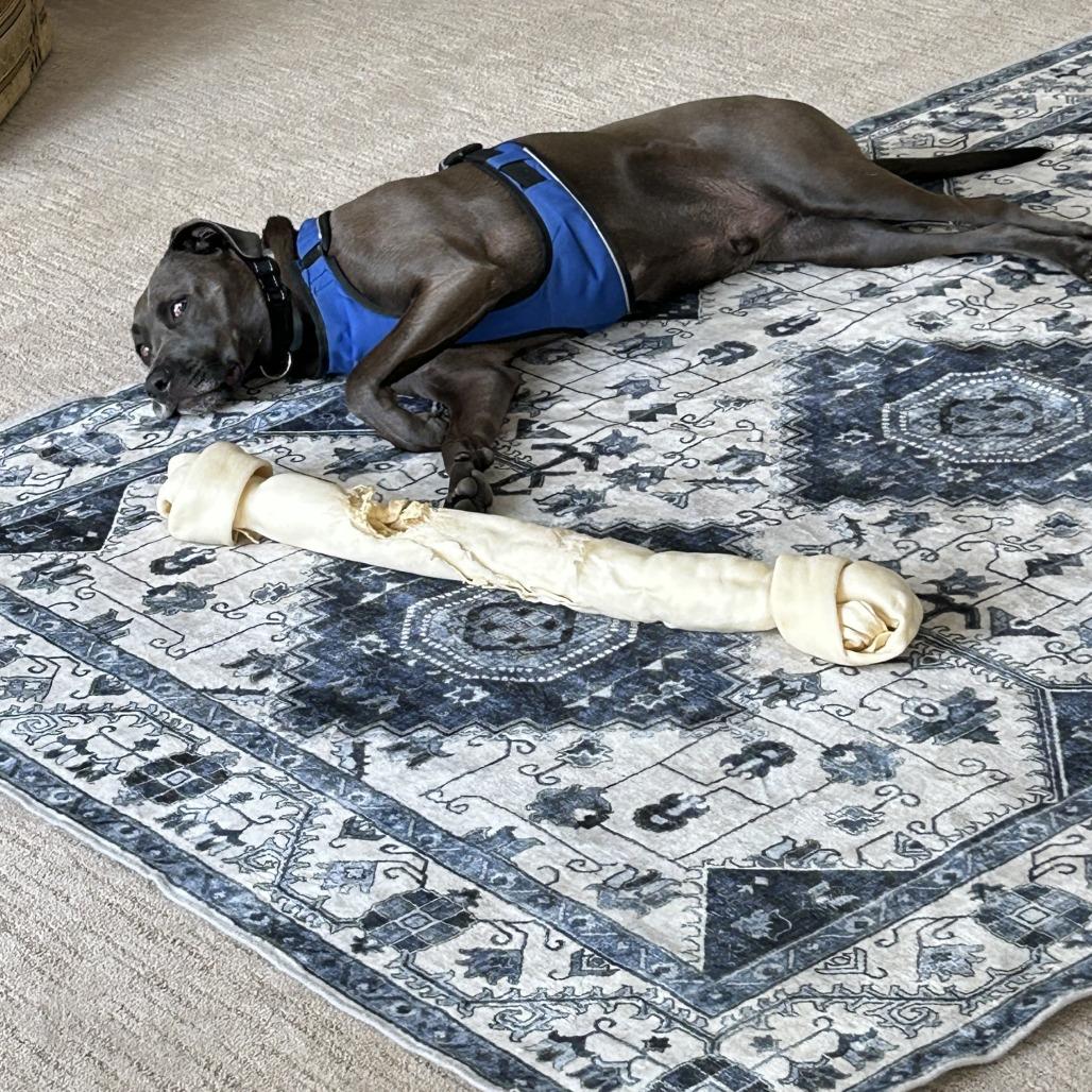 Joe, a Adoptable Mixed Breed in Joliet, IL image 2/6