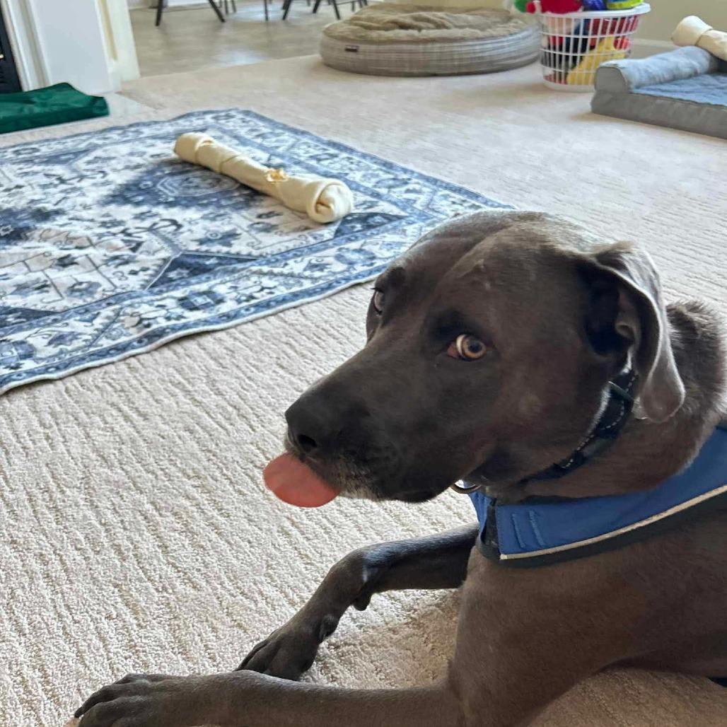 Joe, a Adoptable Mixed Breed in Joliet, IL image 4/6