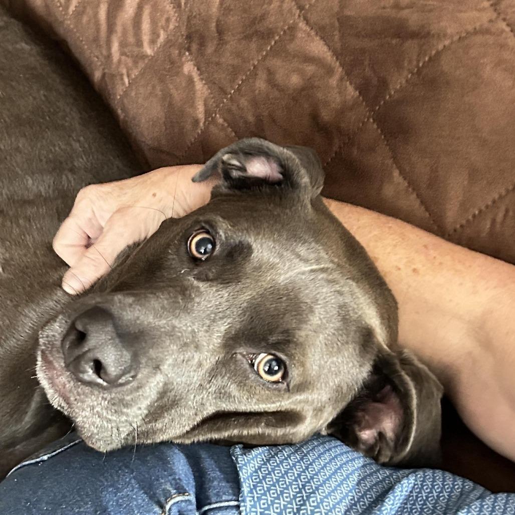 Joe, a Adoptable Mixed Breed in Joliet, IL image 5/6