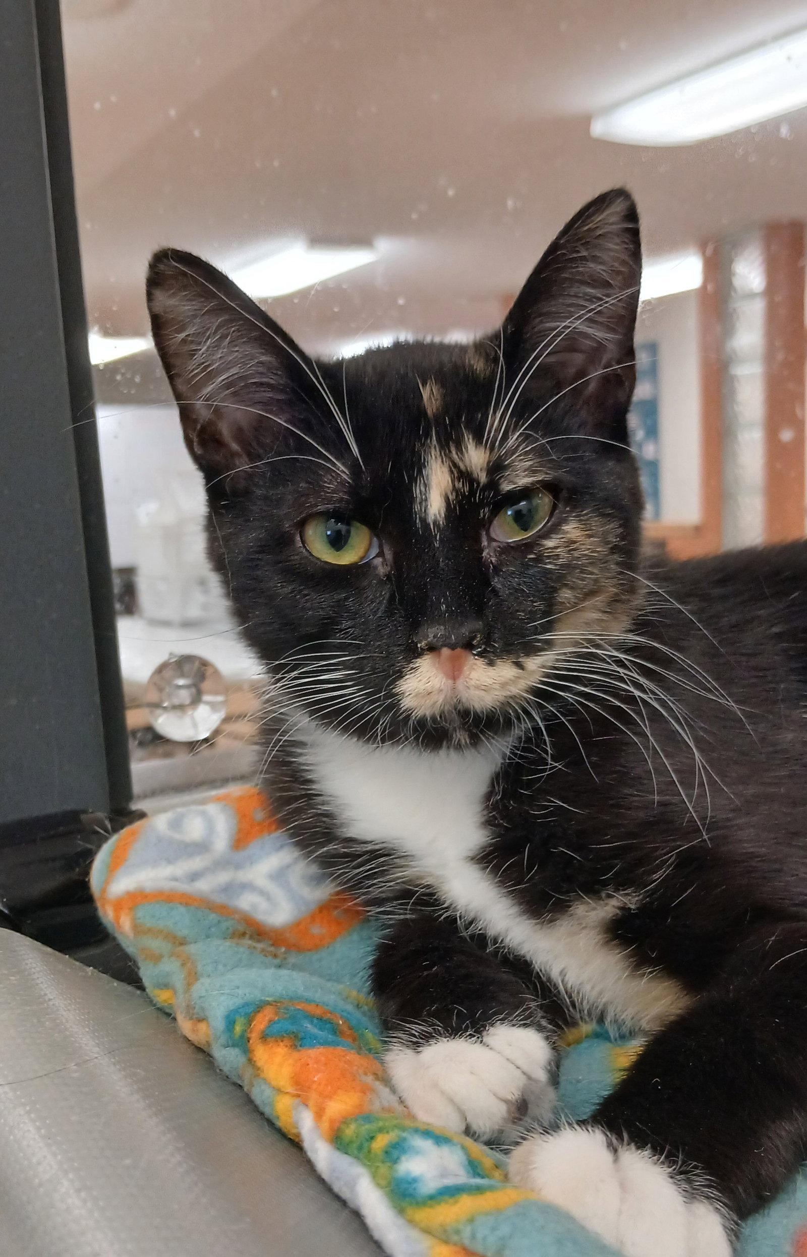 Enlarge Kärlek, a Adoptable mixed breed in Bay City, MI image 1/1