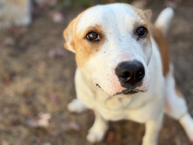 SARAH, Adoptable, Young Female Pit Bull Terrier & Mixed Breed.