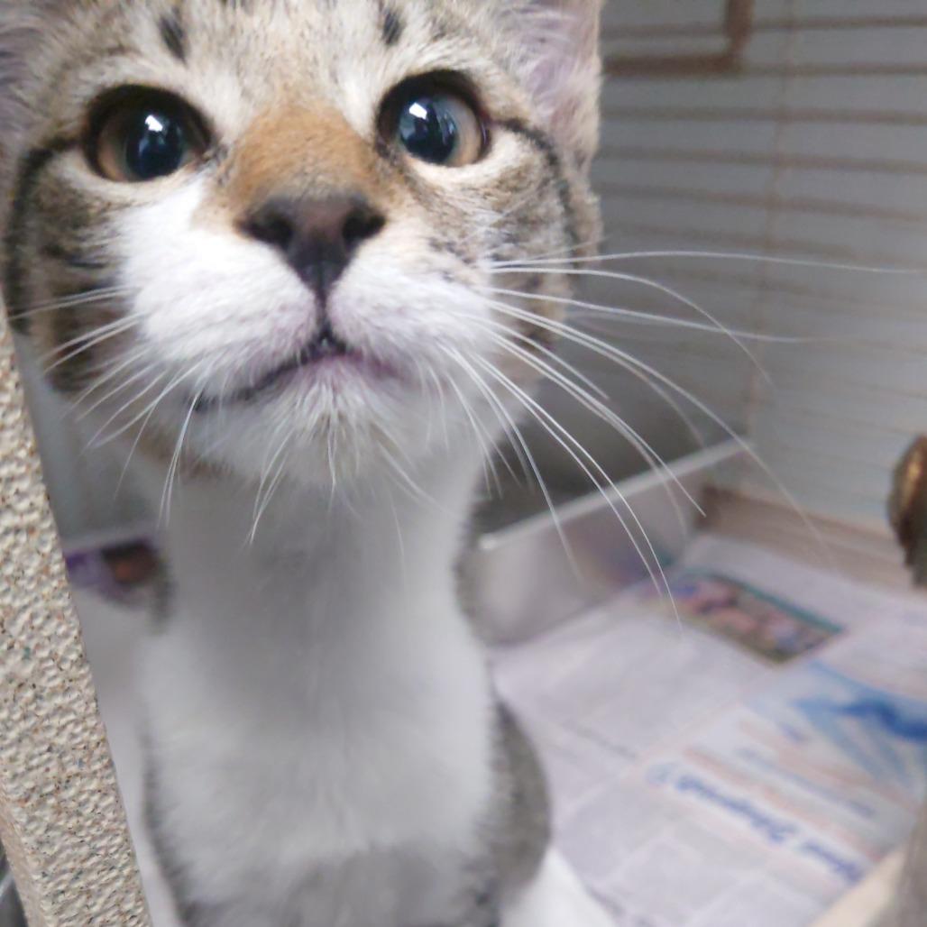 Enlarge Romeo, a Adoptable Domestic Short Hair in Blairsville, GA image 1/2