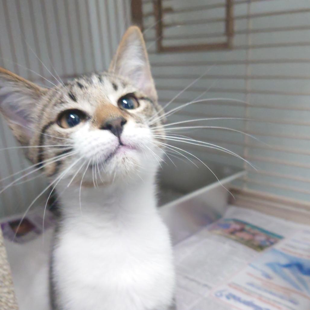 Enlarge Romeo, a Adoptable Domestic Short Hair in Blairsville, GA image 2/2