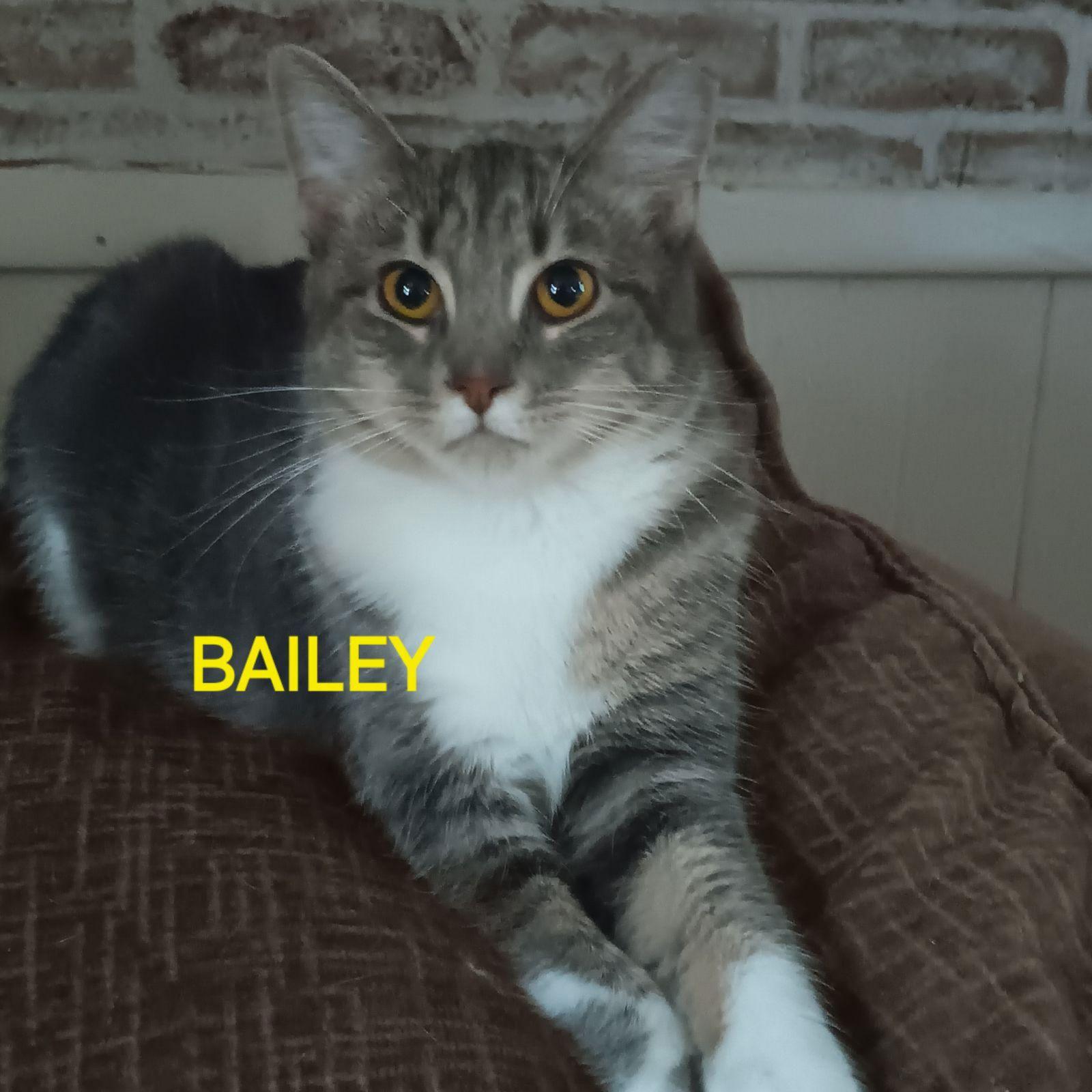 Enlarge Baby Bailey, a Adoptable Domestic Short Hair in Utica, MI image 1/2