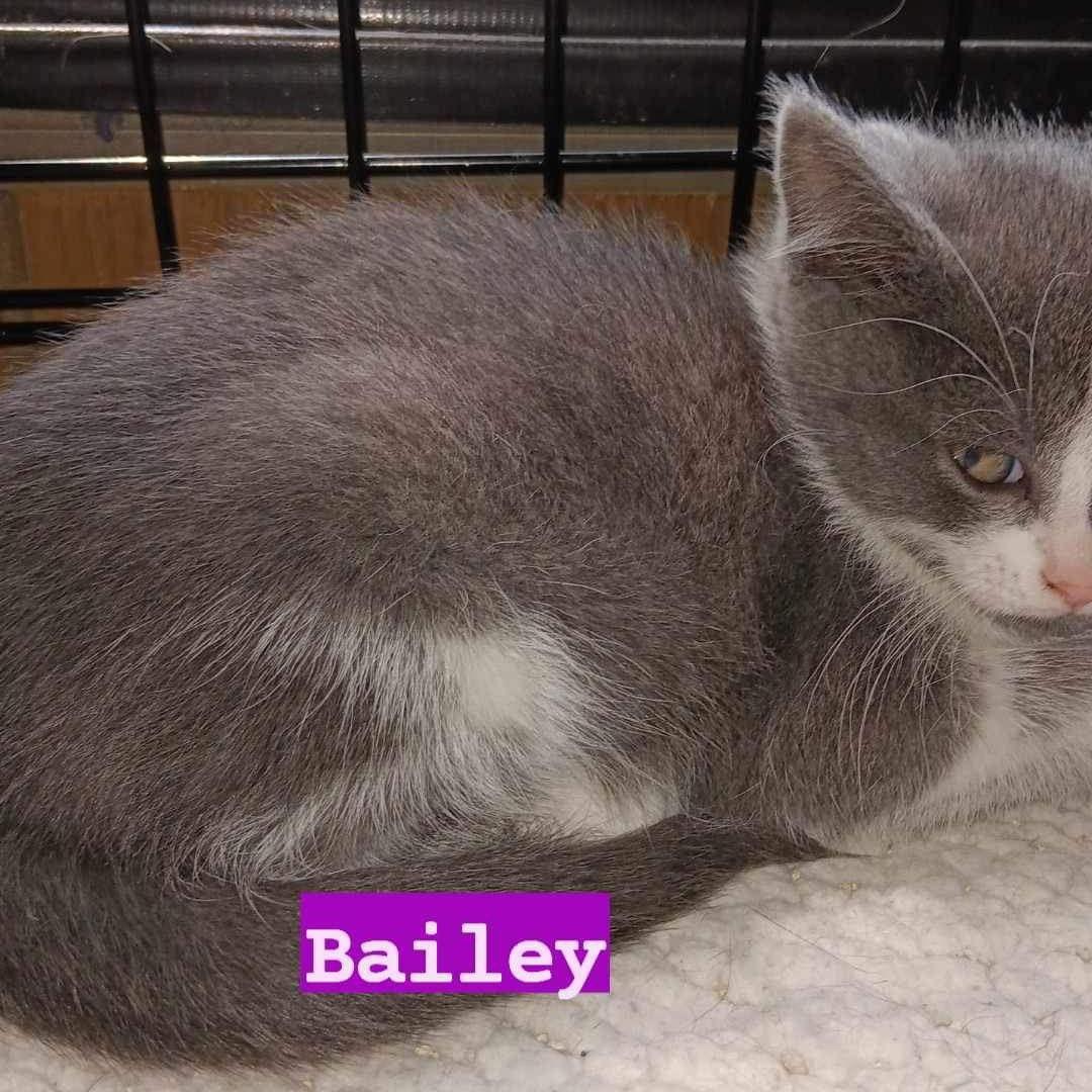 Enlarge Baby Bailey, a Adoptable Domestic Short Hair in Utica, MI image 2/2