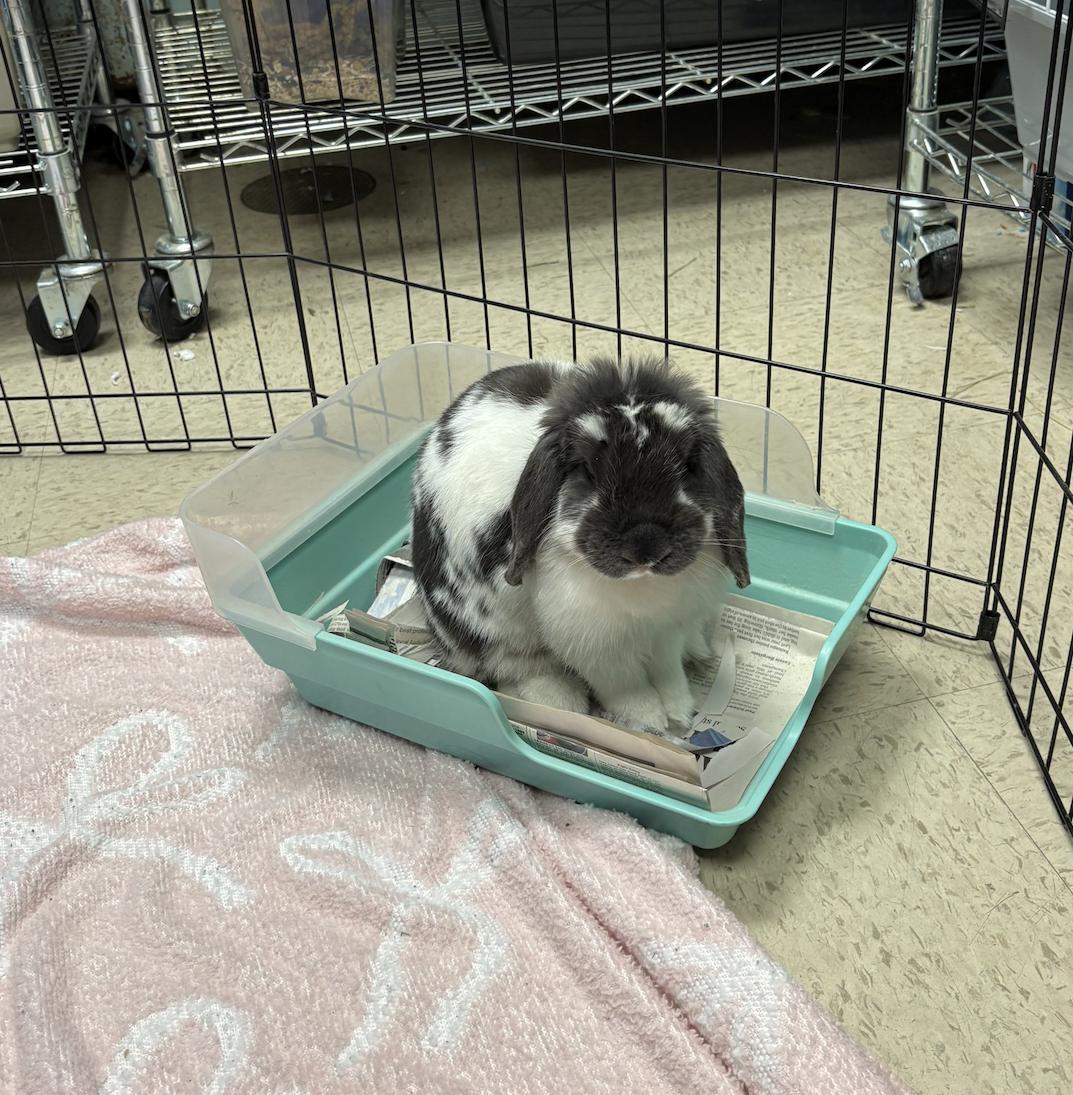 Ophelia, Adopted, Adult Female Lop Eared.