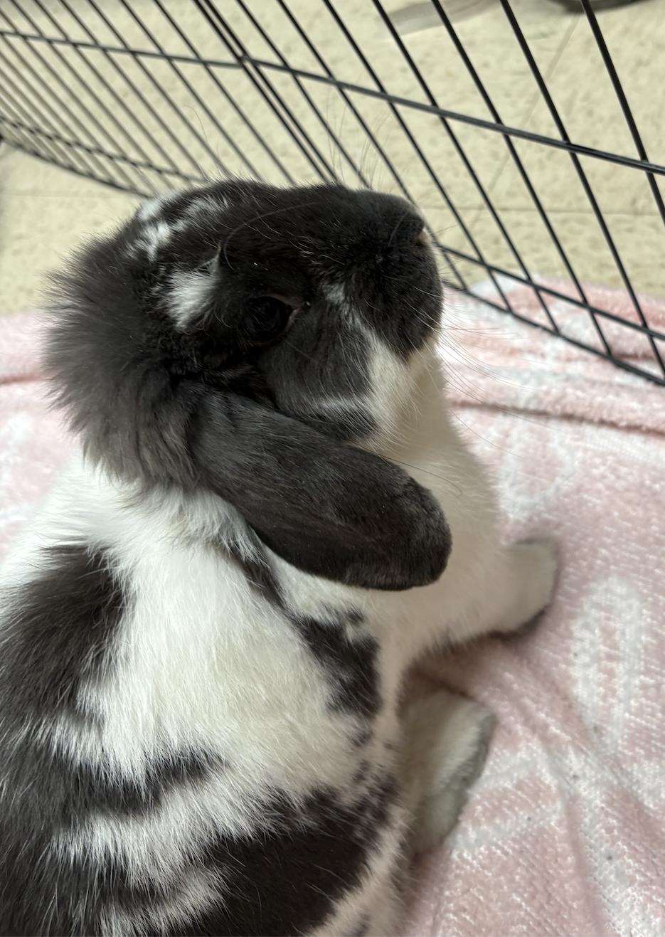 Enlarge Ophelia, a Adopted Lop Eared in Teterboro, NJ image 2/2