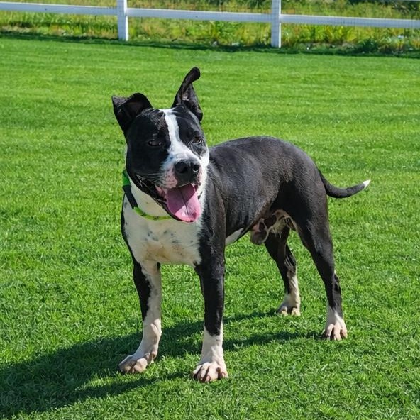 Enlarge Alfie, a ADOPTABLE Pit Bull Terrier in Irvine, CA image 4/5