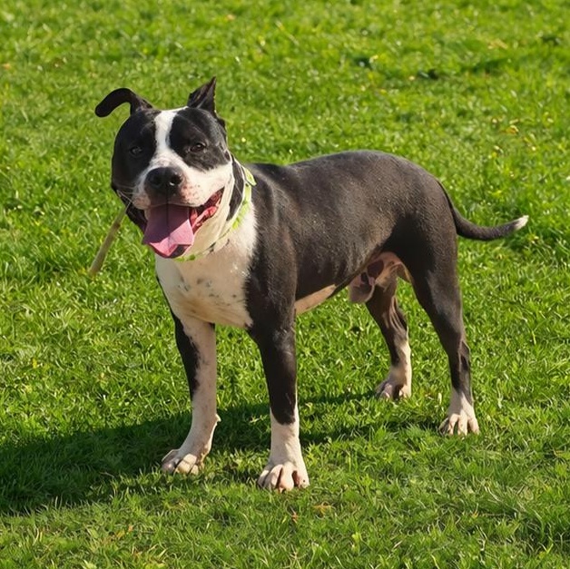 Enlarge Alfie, a ADOPTABLE Pit Bull Terrier in Irvine, CA image 2/5