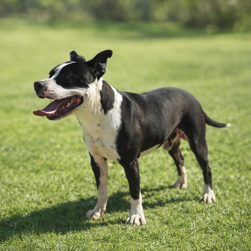 Enlarge Alfie, a ADOPTABLE Pit Bull Terrier in Irvine, CA image 3/5