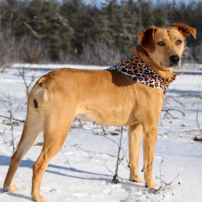Enlarge Bluey, a ADOPTABLE Mountain Cur in Cheboygan, MI image 6/6