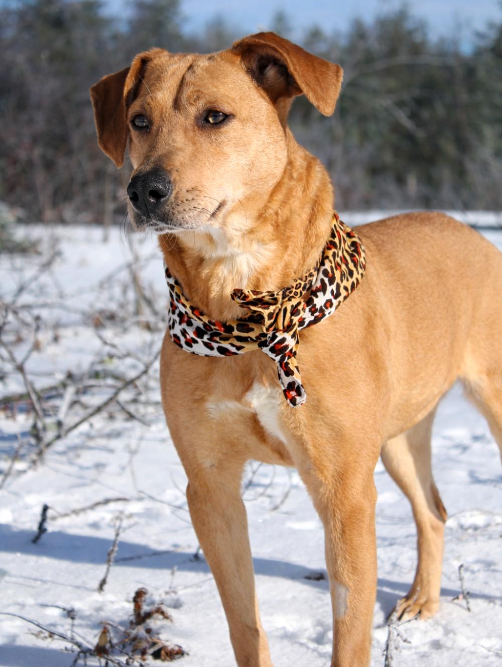 Enlarge Bluey, a ADOPTABLE Mountain Cur in Cheboygan, MI image 4/6