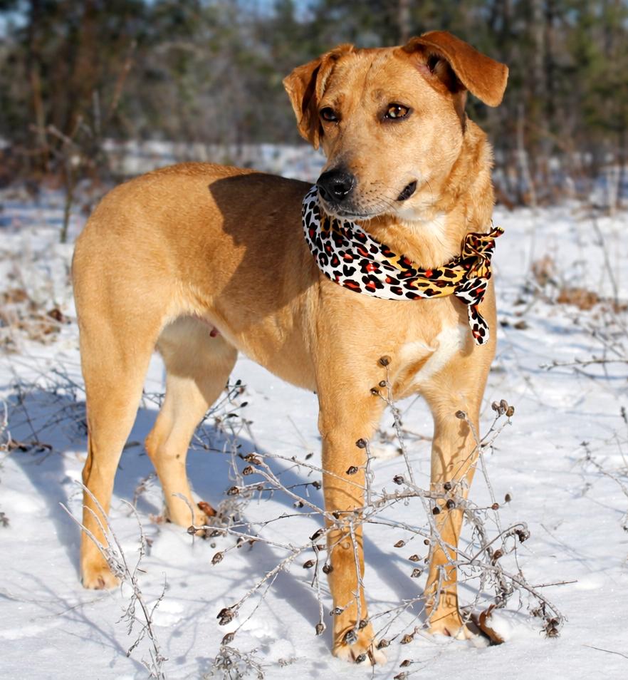 Enlarge Bluey, a ADOPTABLE Mountain Cur in Cheboygan, MI image 3/6