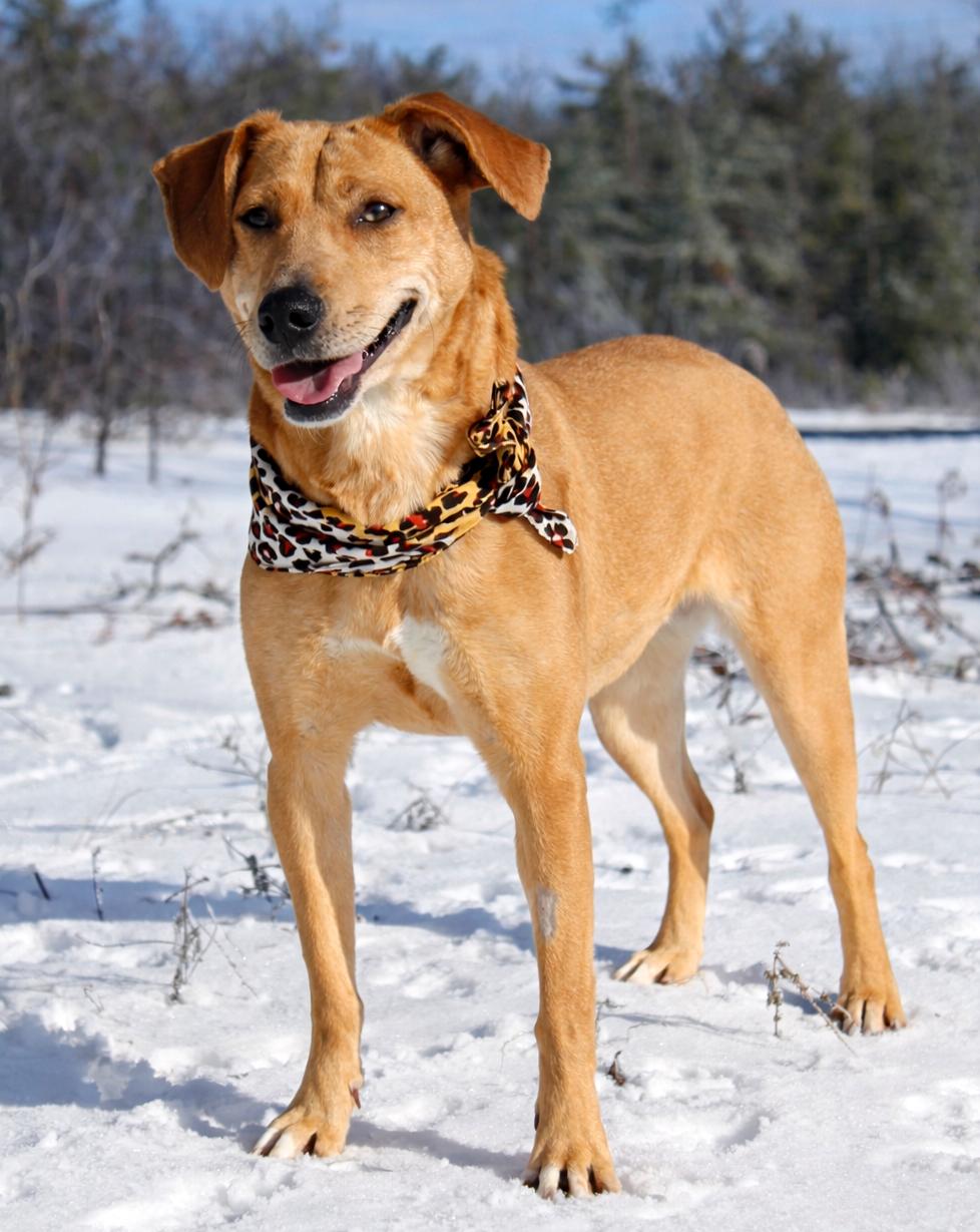 Enlarge Bluey, a ADOPTABLE Mountain Cur in Cheboygan, MI image 1/6