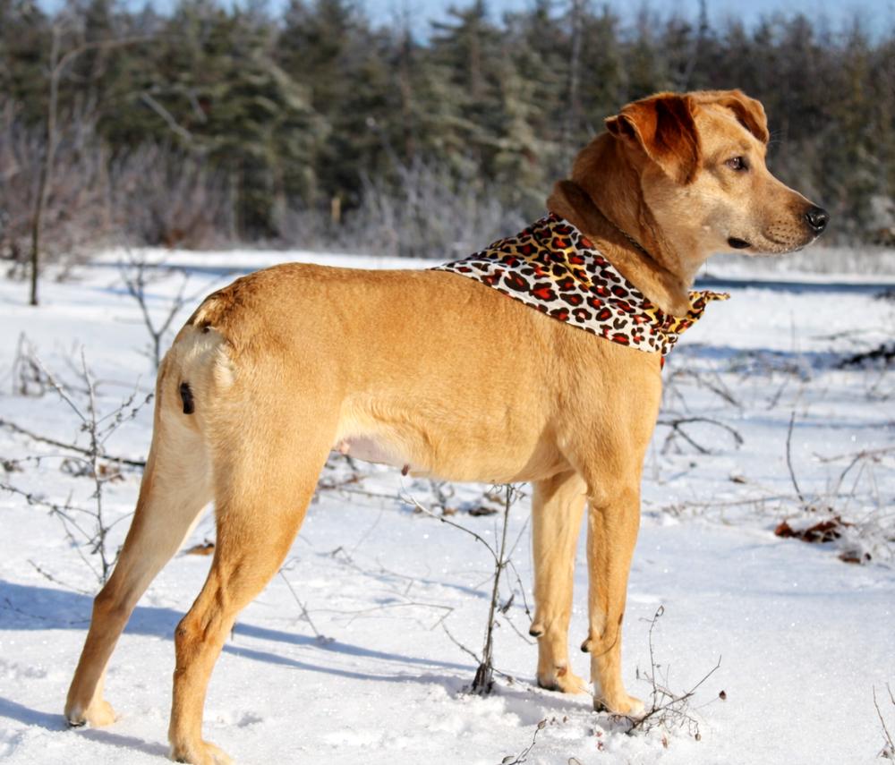 Enlarge Bluey, a ADOPTABLE Mountain Cur in Cheboygan, MI image 2/6