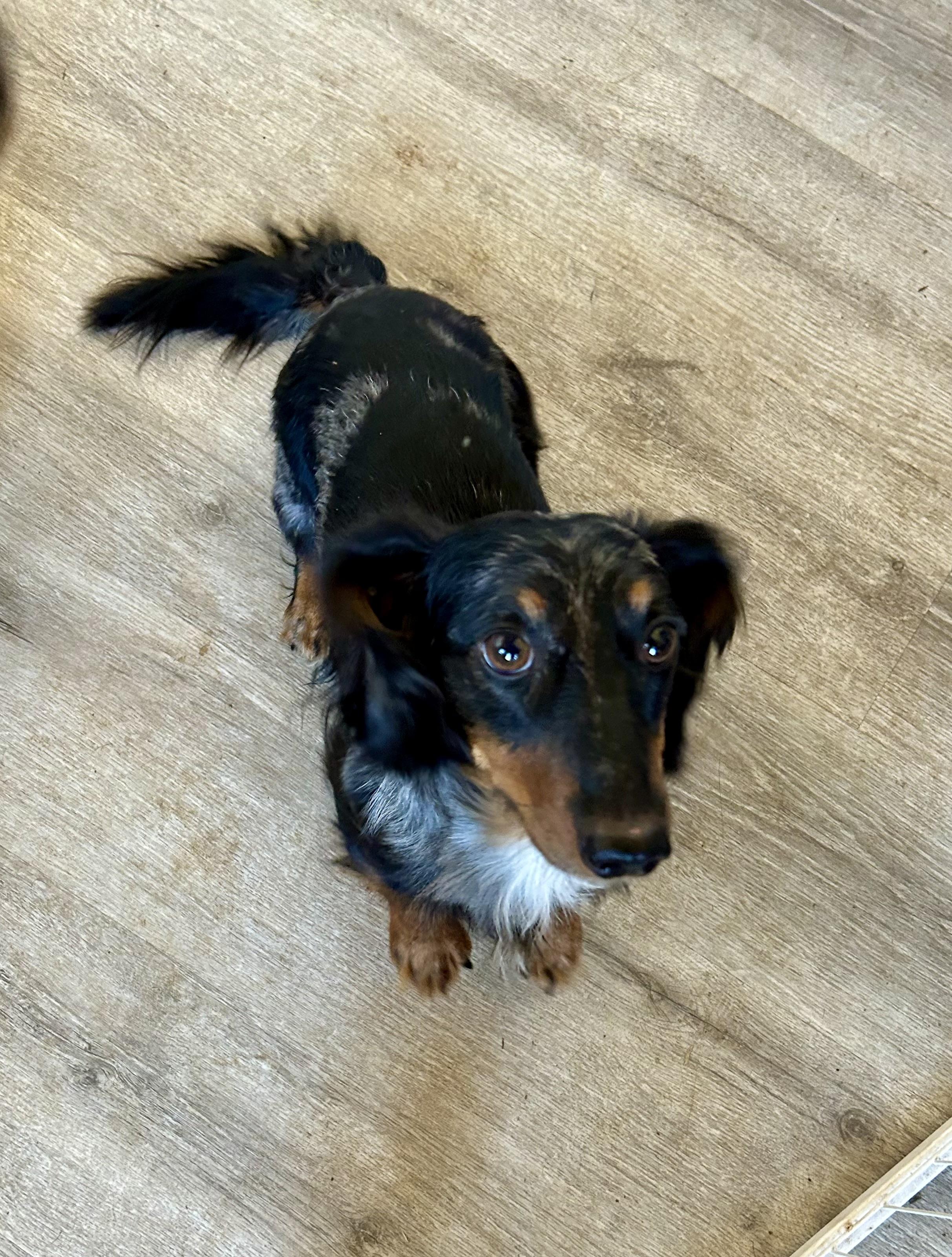 Finn, Adoptable, Adult Male Dachshund (Long Haired).