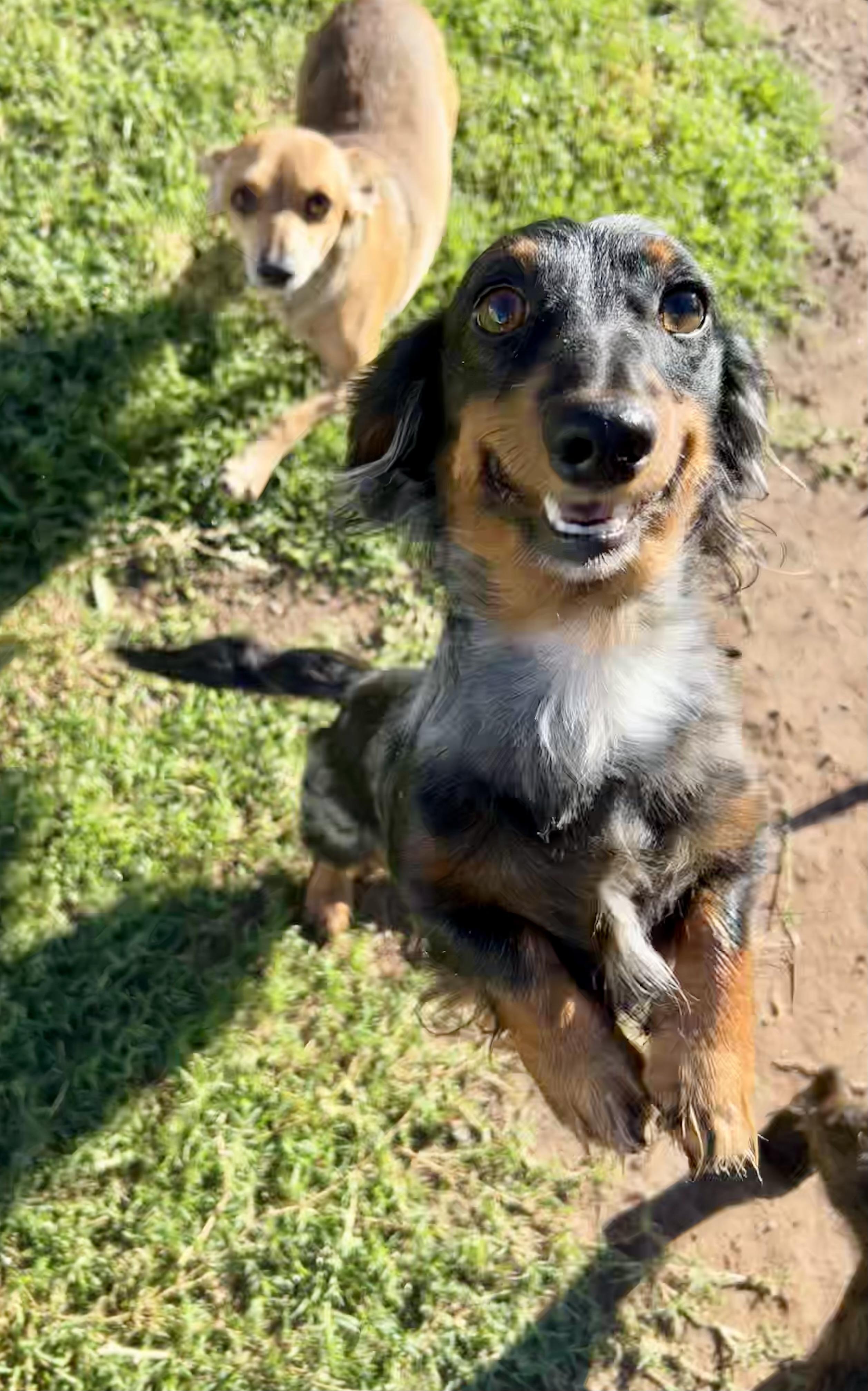 Enlarge Finn, a Adoptable Dachshund (Long Haired) in Chickasha, OK image 2/2