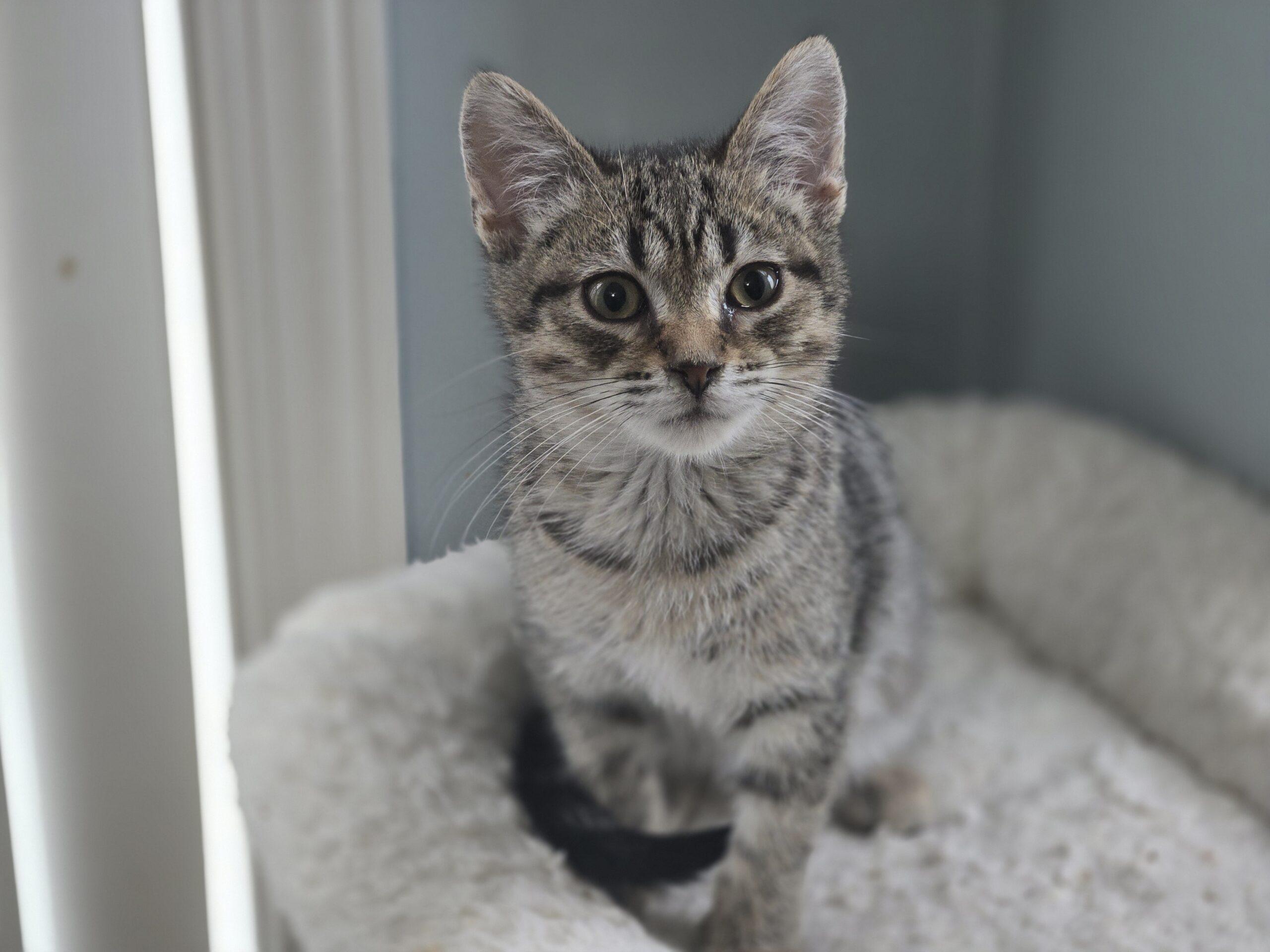 Enlarge T-Rex, a Adoptable Domestic Short Hair in Fishers, IN image 1/3