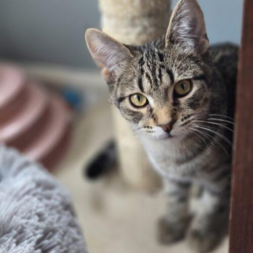 Enlarge T-Rex, a Adoptable Domestic Short Hair in Fishers, IN image 2/3