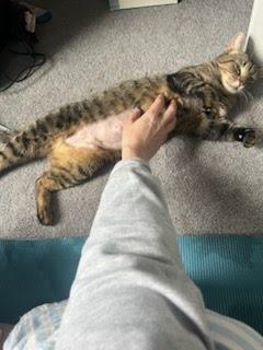 Enlarge Yangtze River, a Adopted mixed breed in Parkville, MD image 3/6