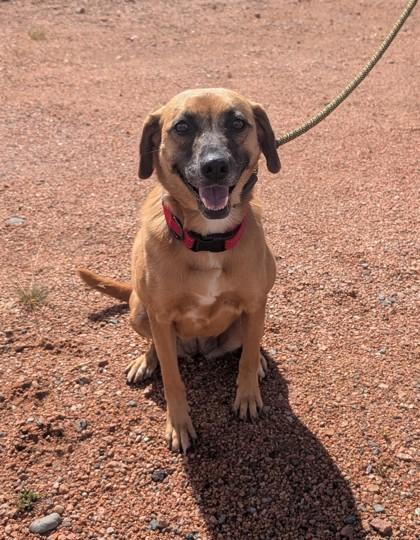 Quinn, Adoptable, Adult Female Hound & Mixed Breed.