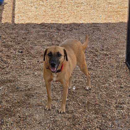 Enlarge Quinn, a Adoptable mixed breed in Divide, CO image 1/3