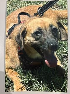 Enlarge Quinn, a Adoptable mixed breed in Divide, CO image 2/3