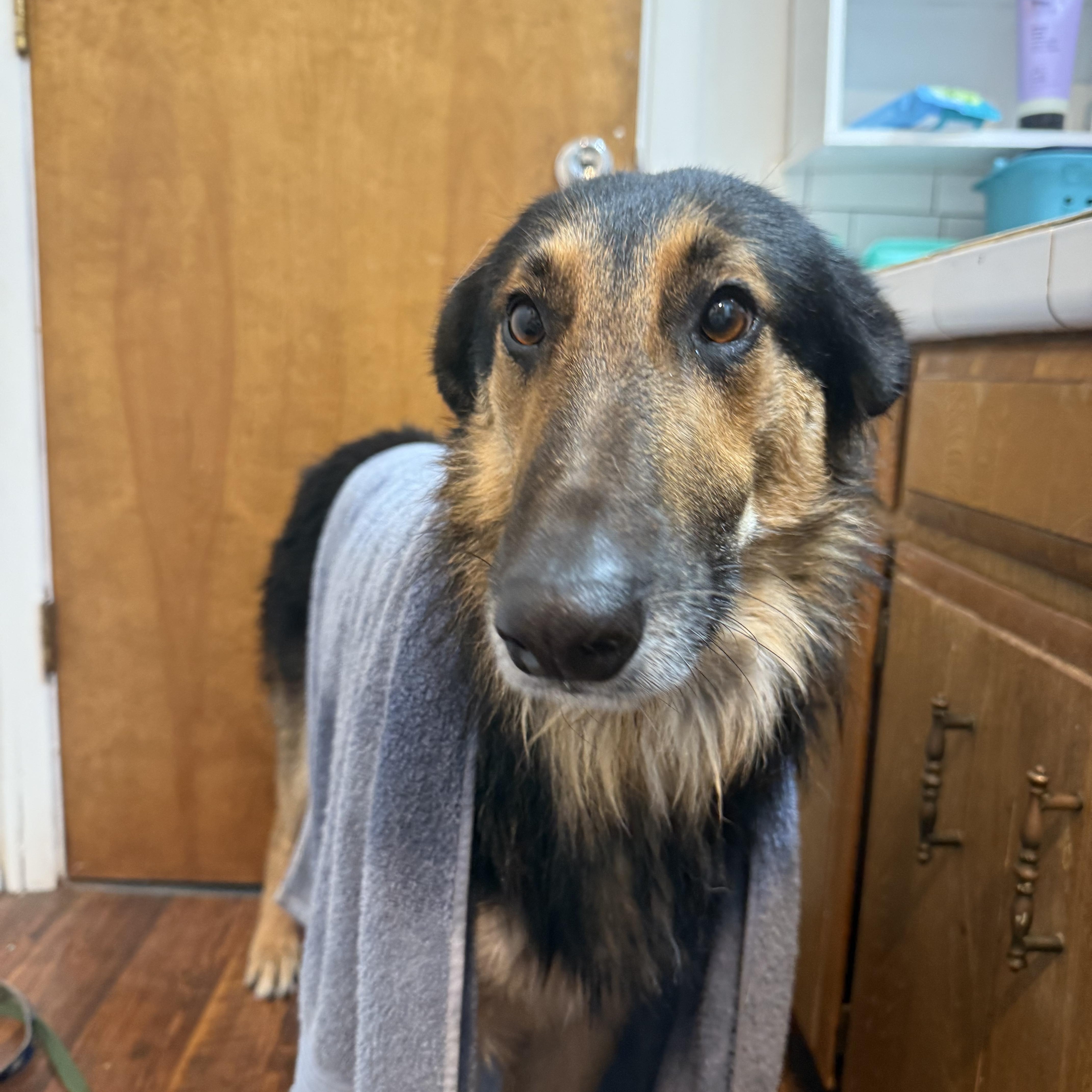 Enlarge Doug, a ADOPTABLE mixed breed in Otis, OR image 1/6