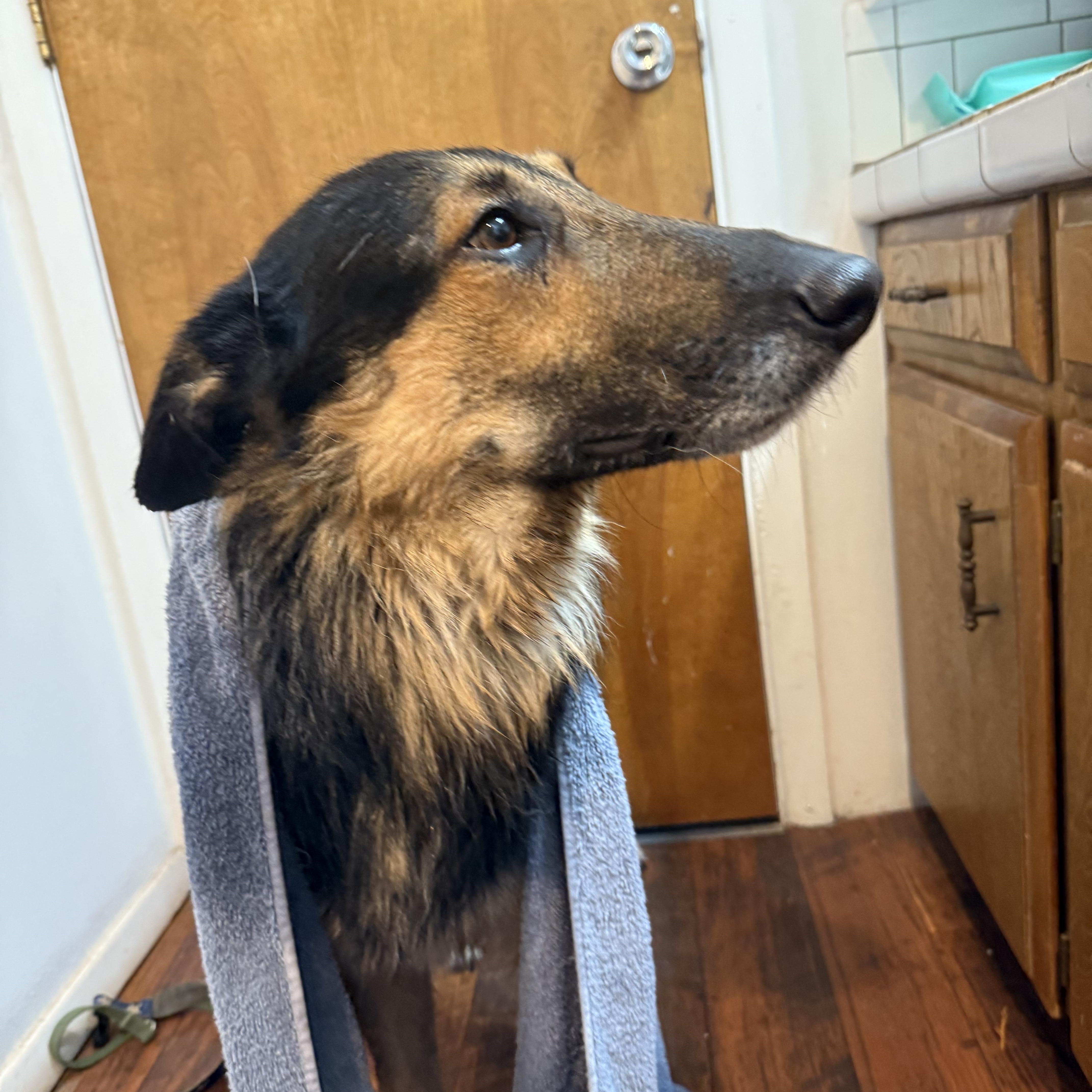 Enlarge Doug, a ADOPTABLE mixed breed in Otis, OR image 2/6