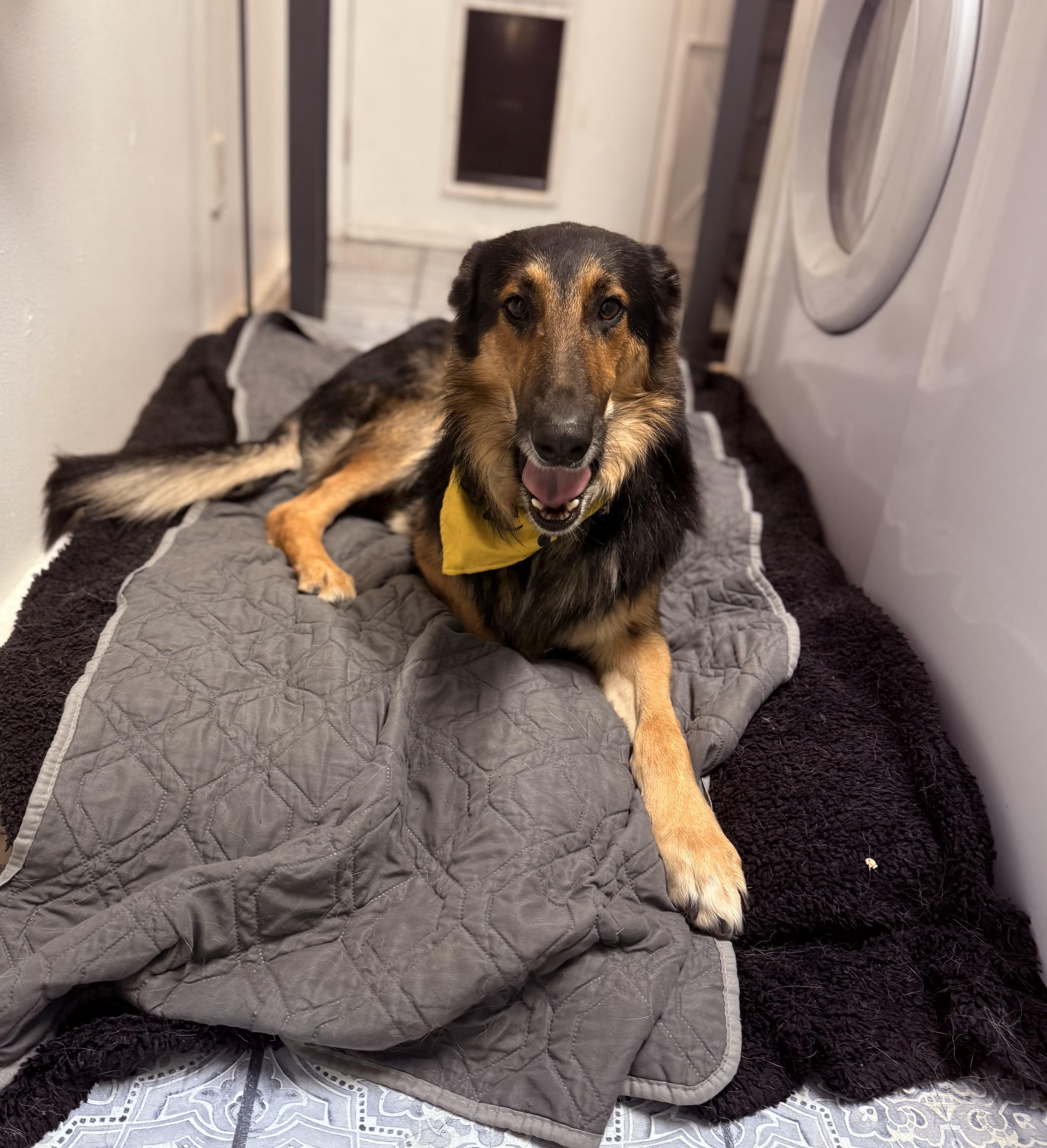 Enlarge Doug, a ADOPTABLE mixed breed in Otis, OR image 4/6