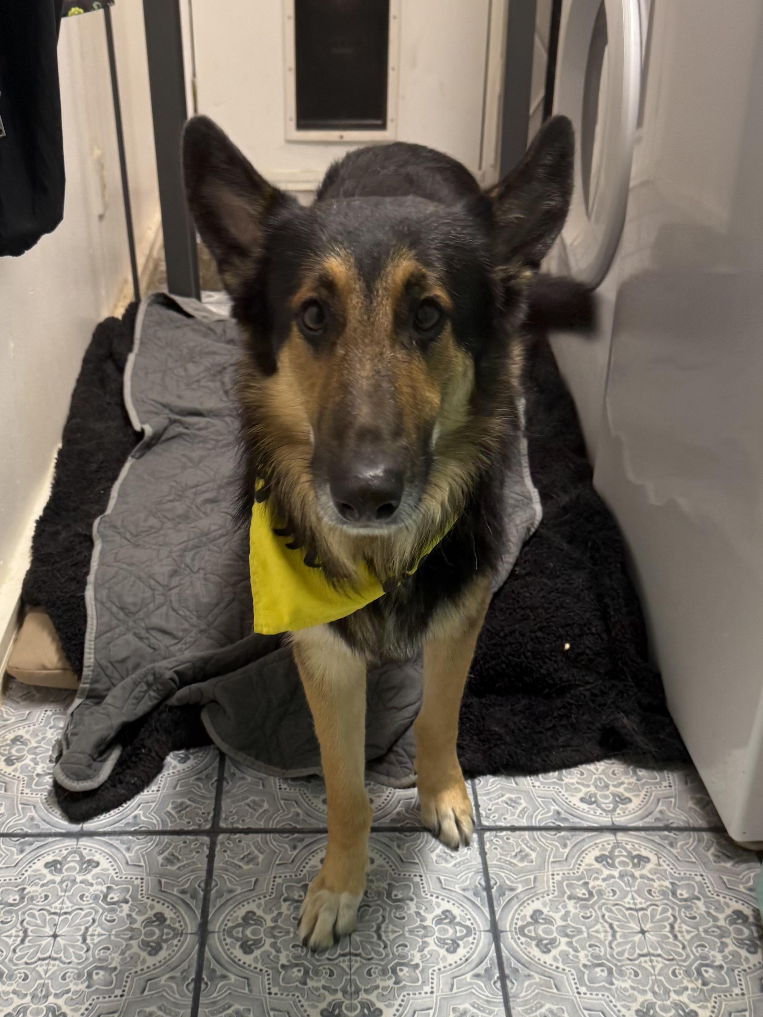 Enlarge Doug, a ADOPTABLE mixed breed in Otis, OR image 3/6