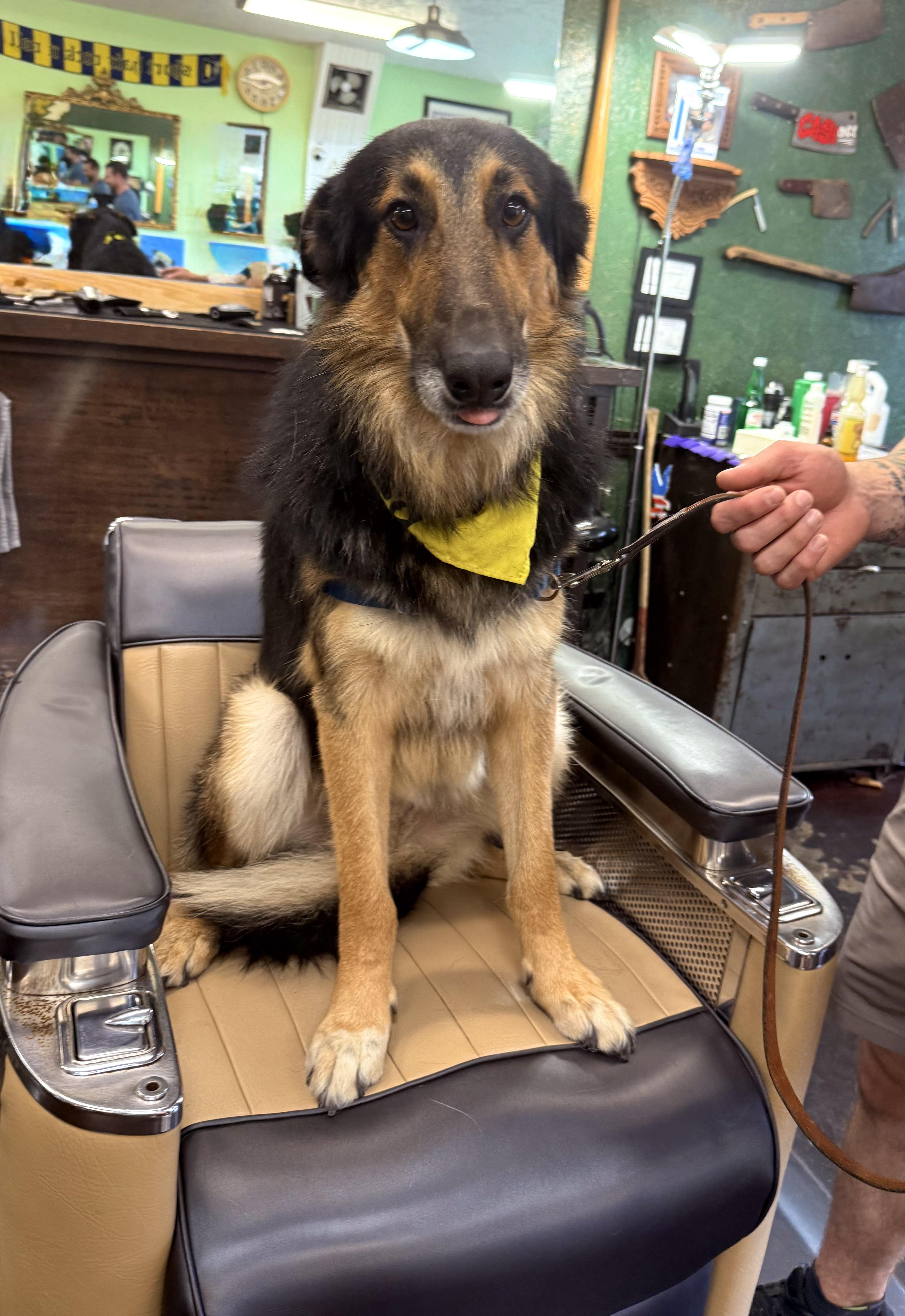 Enlarge Doug, a ADOPTABLE mixed breed in Otis, OR image 5/6