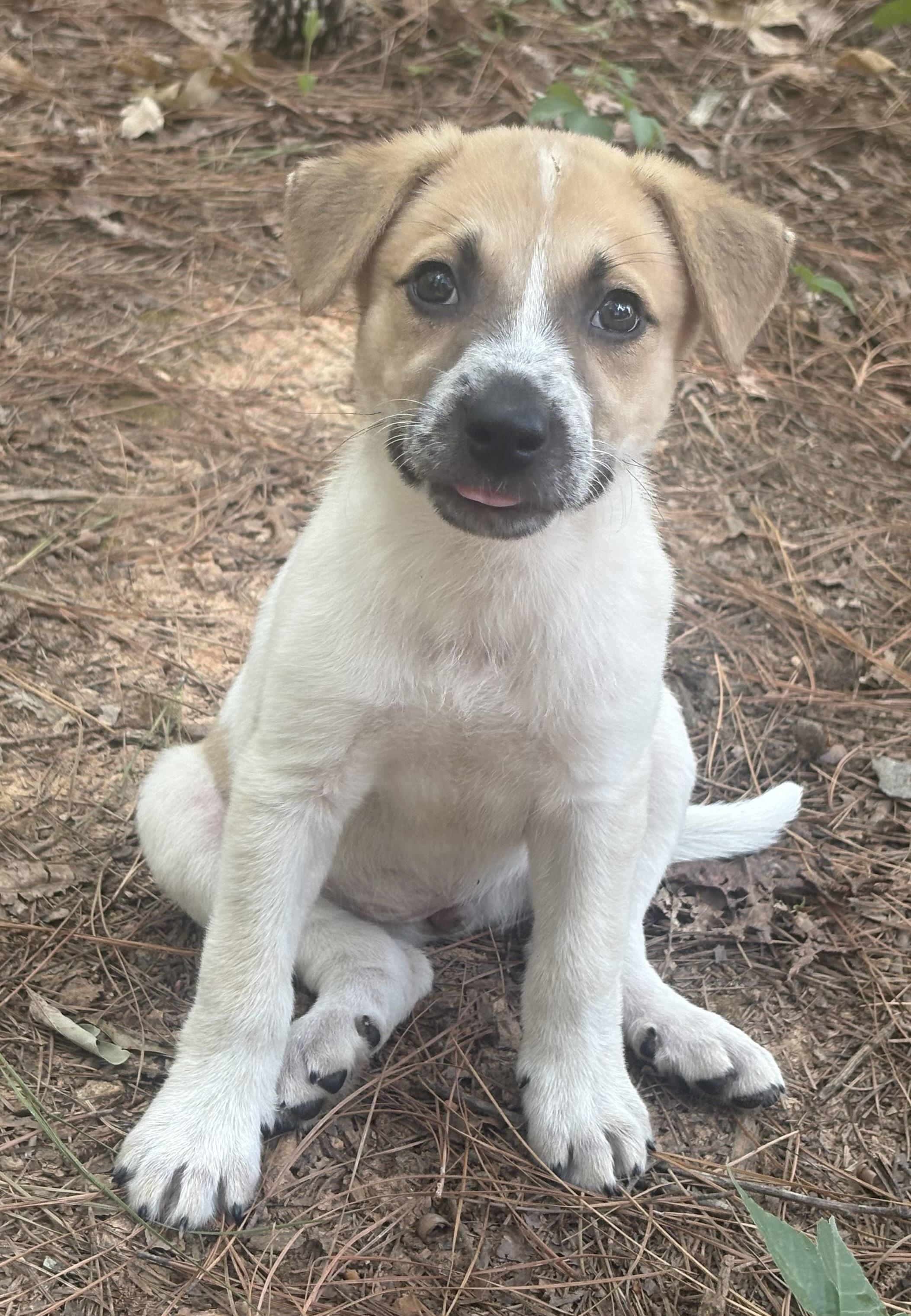 Mabel, ADOPTABLE, Young Female Hound.