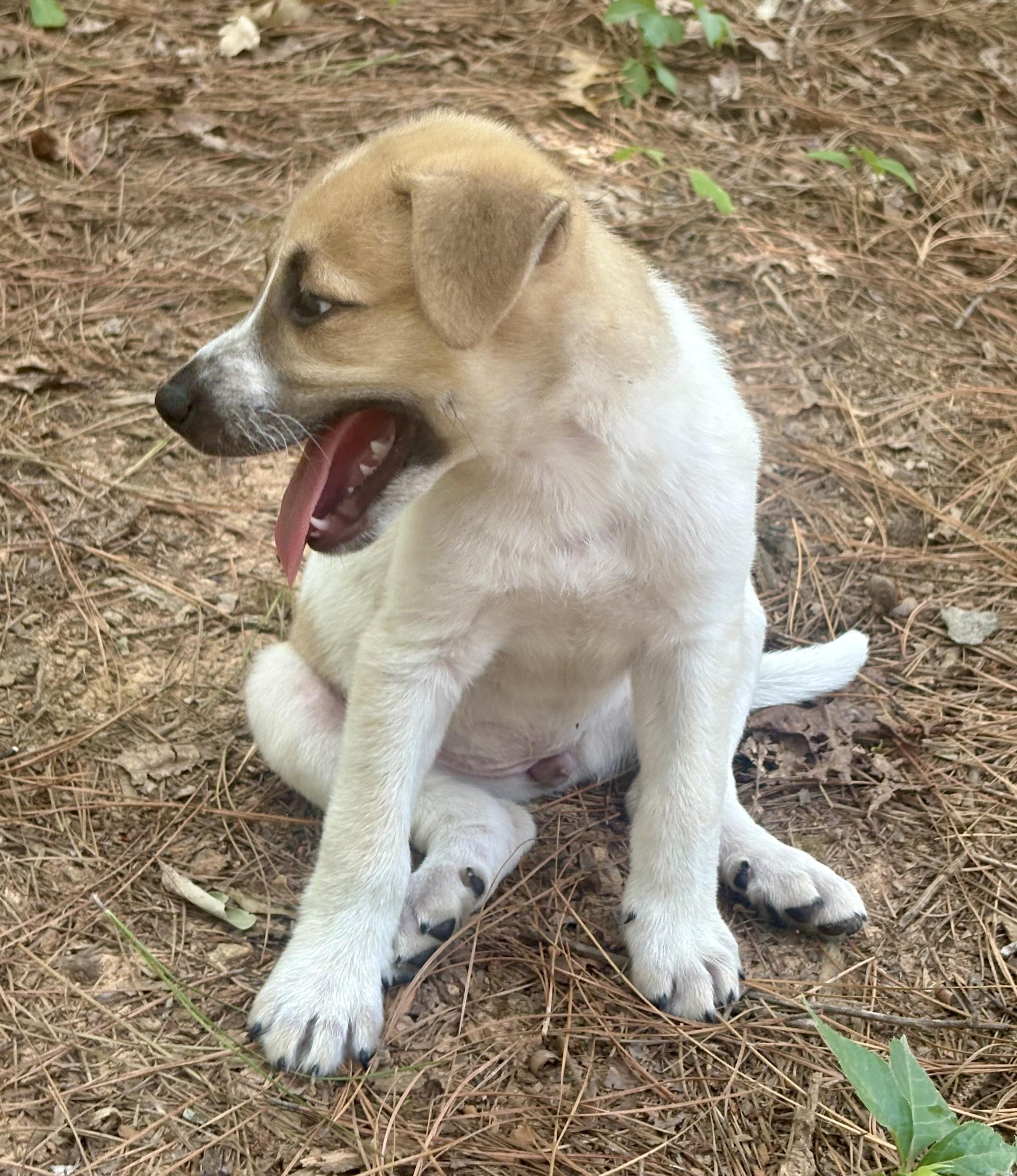 Mabel, a ADOPTABLE mixed breed in Waxhaw, NC image 3/6