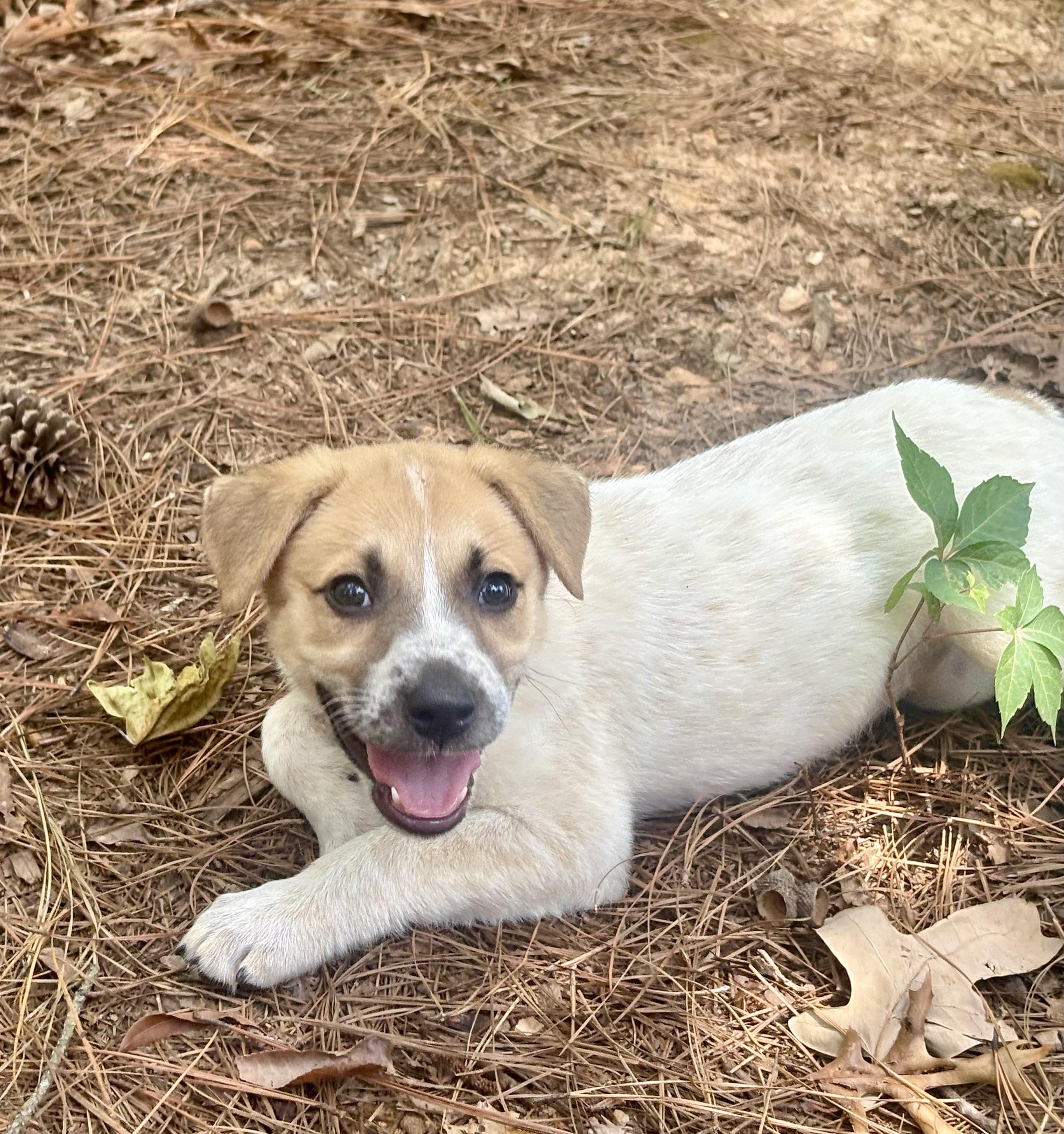 Mabel, a ADOPTABLE mixed breed in Waxhaw, NC image 5/6