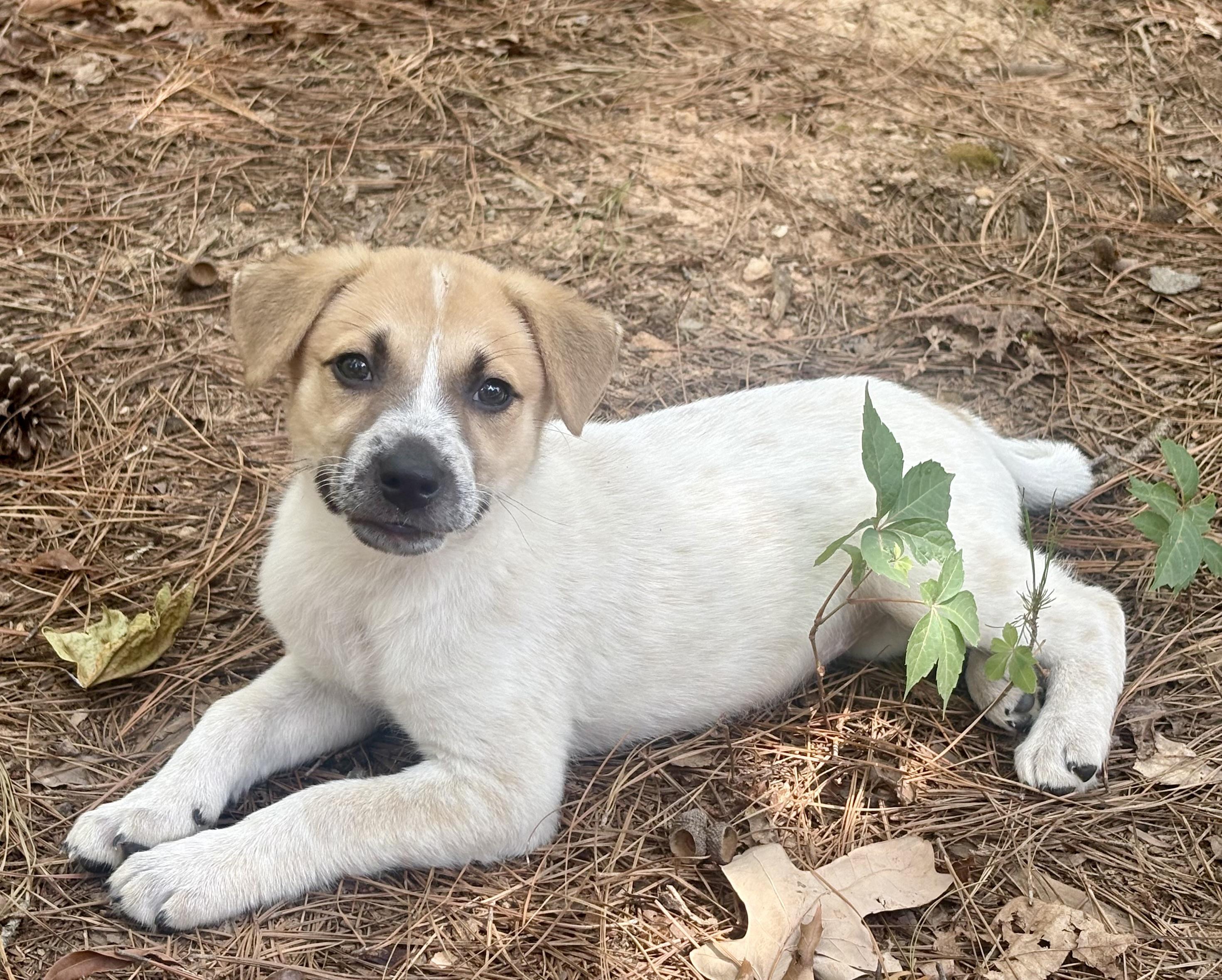 Mabel, a ADOPTABLE mixed breed in Waxhaw, NC image 4/6