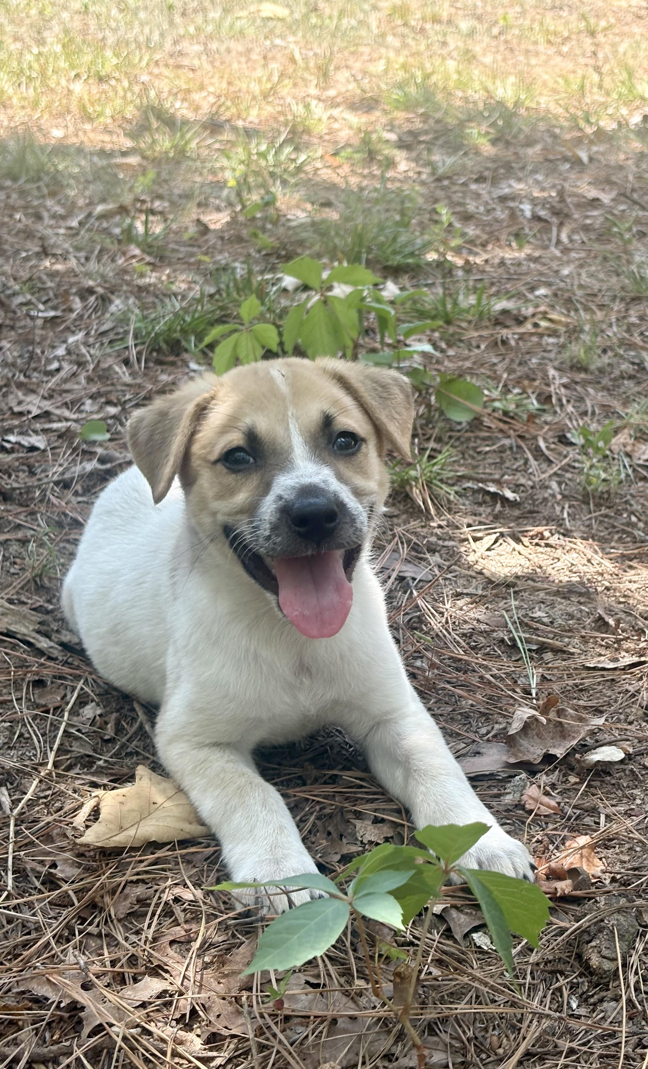 Mabel, a ADOPTABLE mixed breed in Waxhaw, NC image 6/6