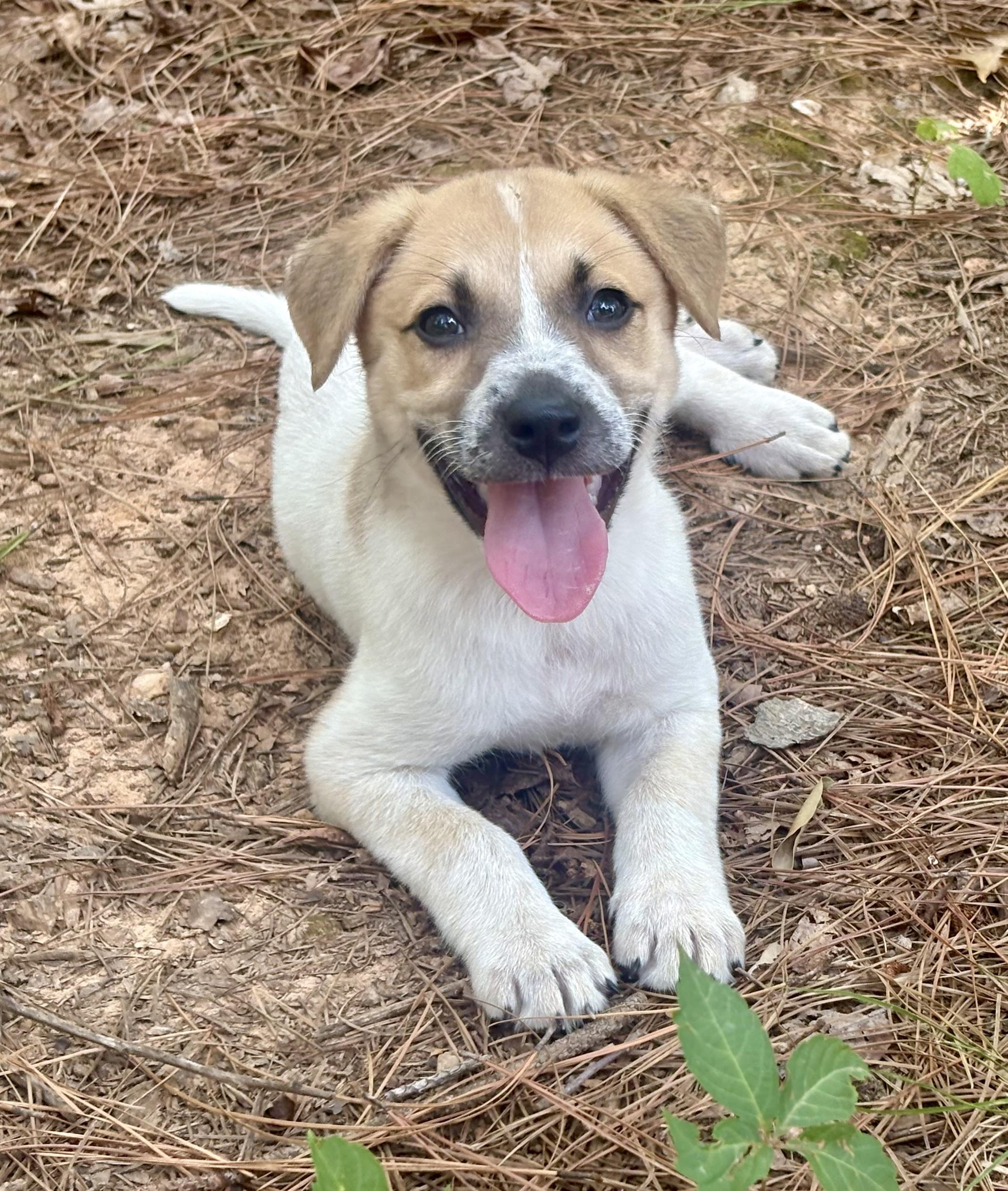Mabel, adopted, Puppy Female Hound.