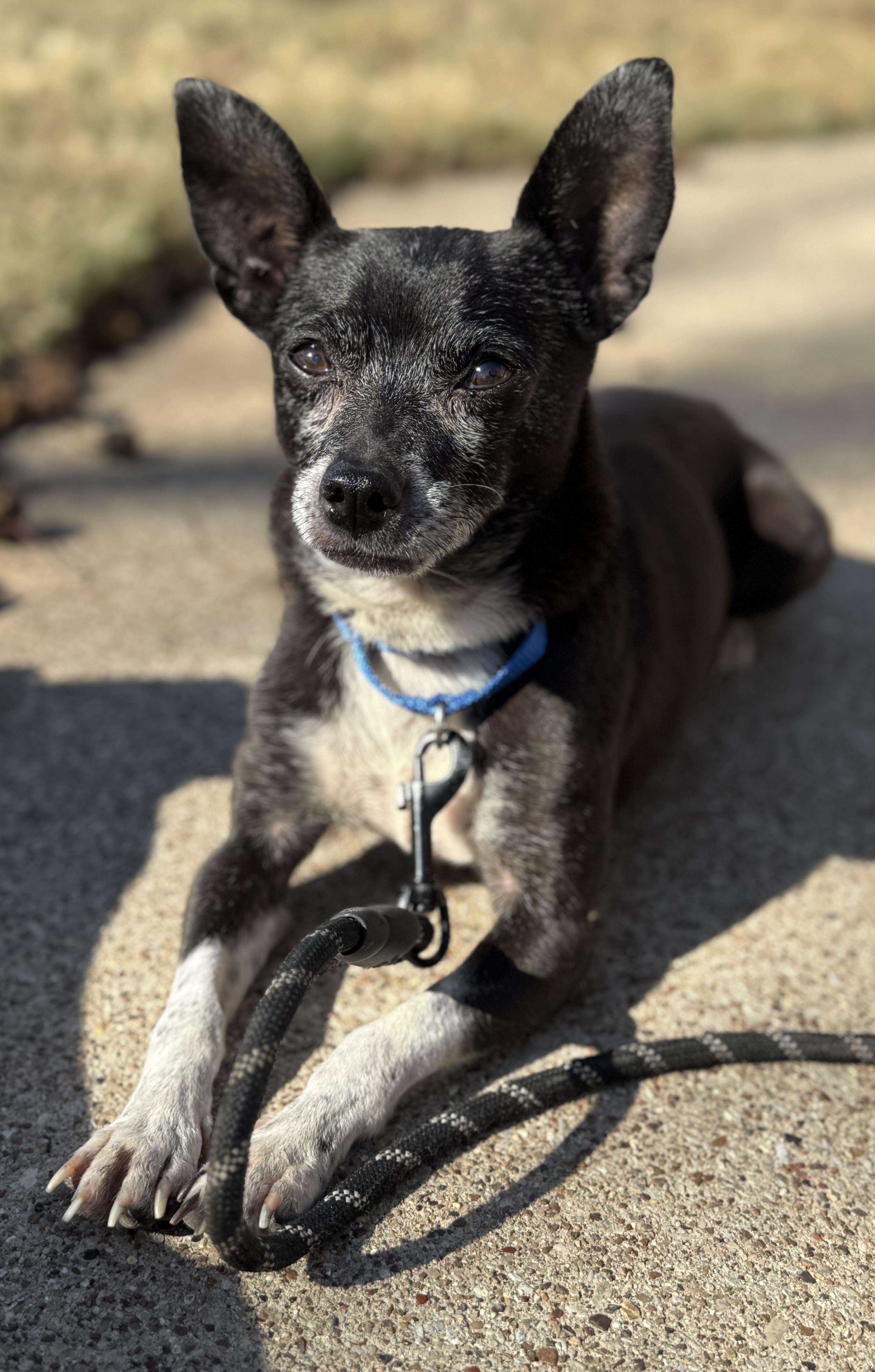 Harry, Adoptable, Adult Male Chihuahua.