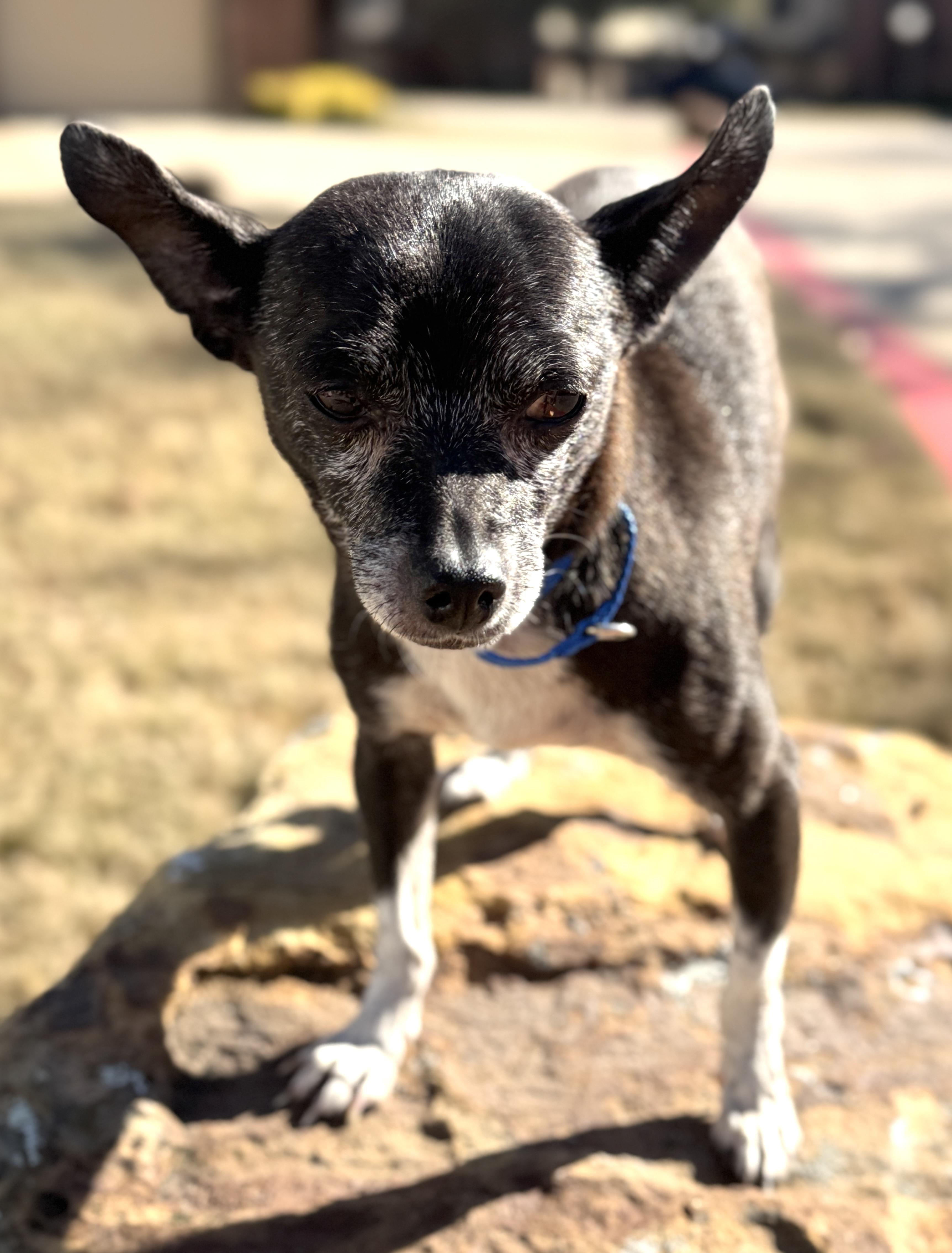 Harry, a Adoptable Chihuahua in Irving, TX image 4/5