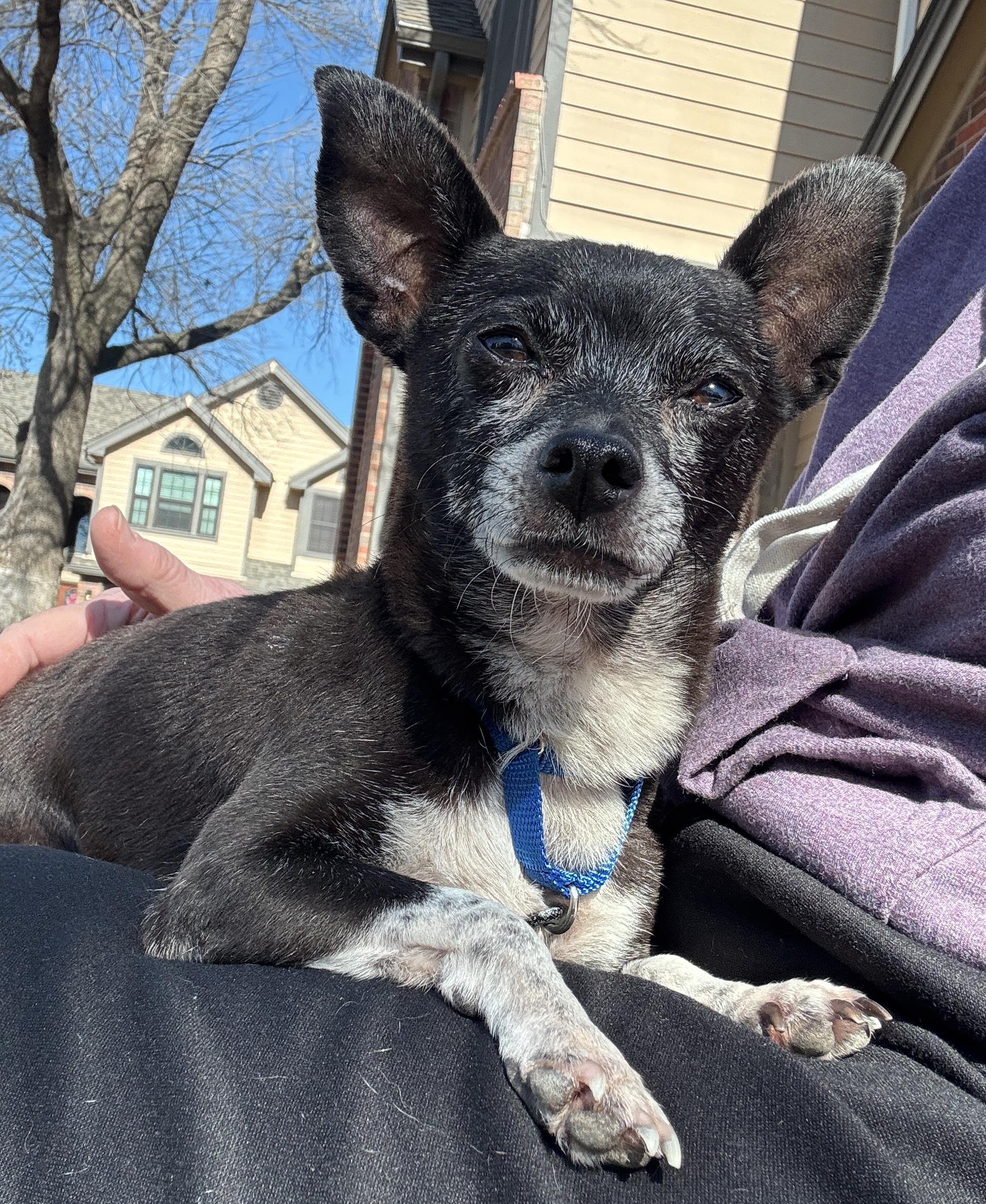 Harry, a Adoptable Chihuahua in Irving, TX image 3/5
