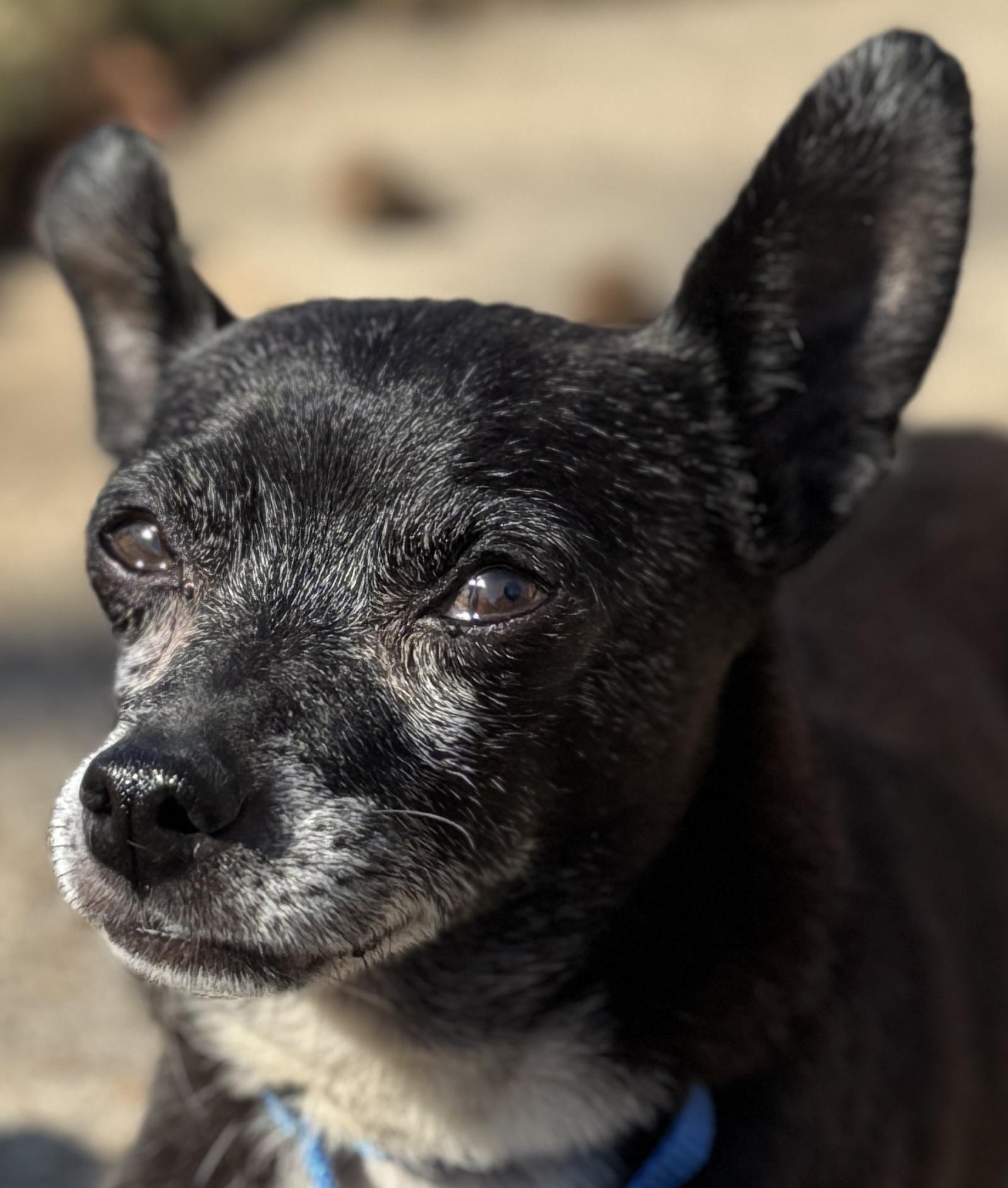 Harry, a Adoptable Chihuahua in Irving, TX image 2/5