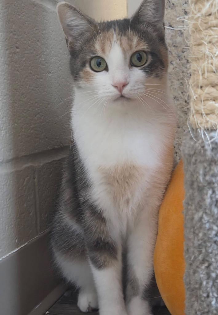 Perler, a Adoptable mixed breed in Liverpool, NY image 1/4