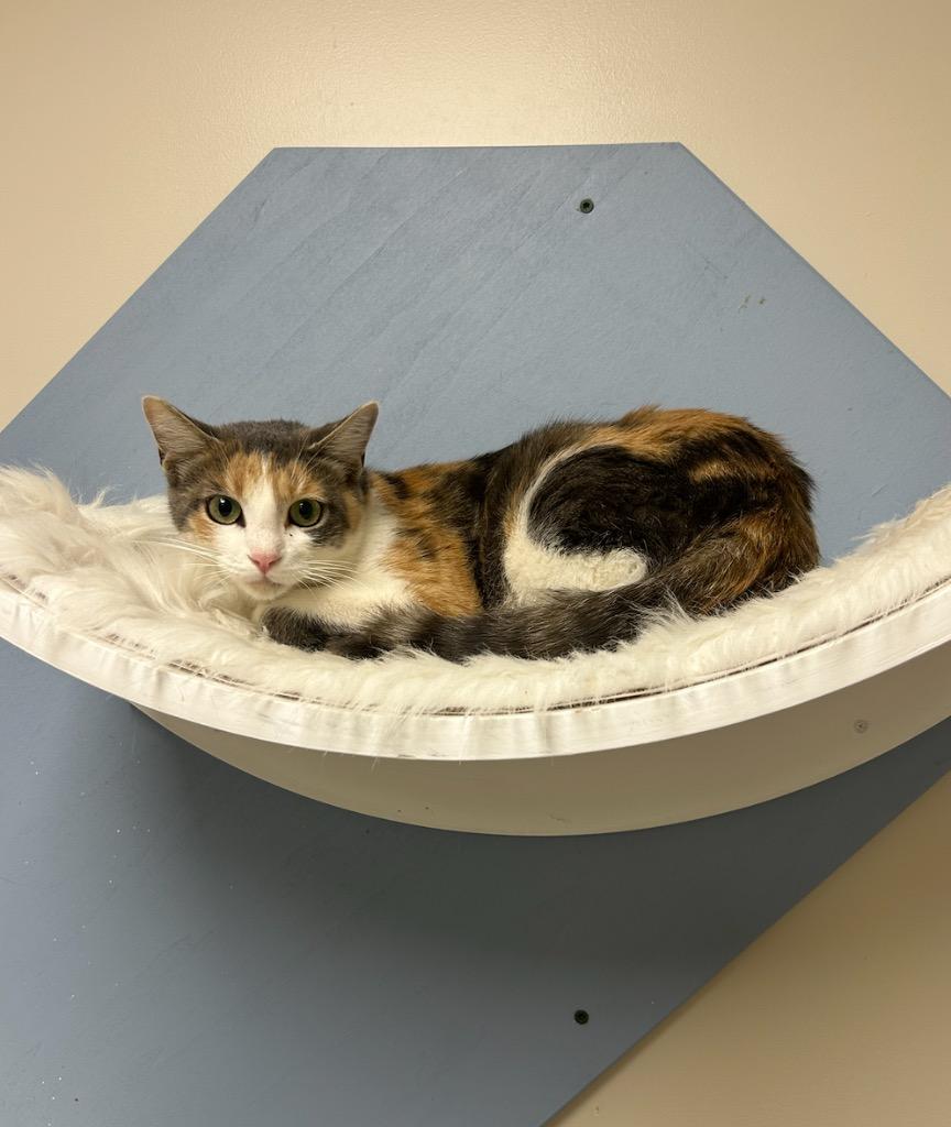 Perler, a Adoptable mixed breed in Liverpool, NY image 2/4